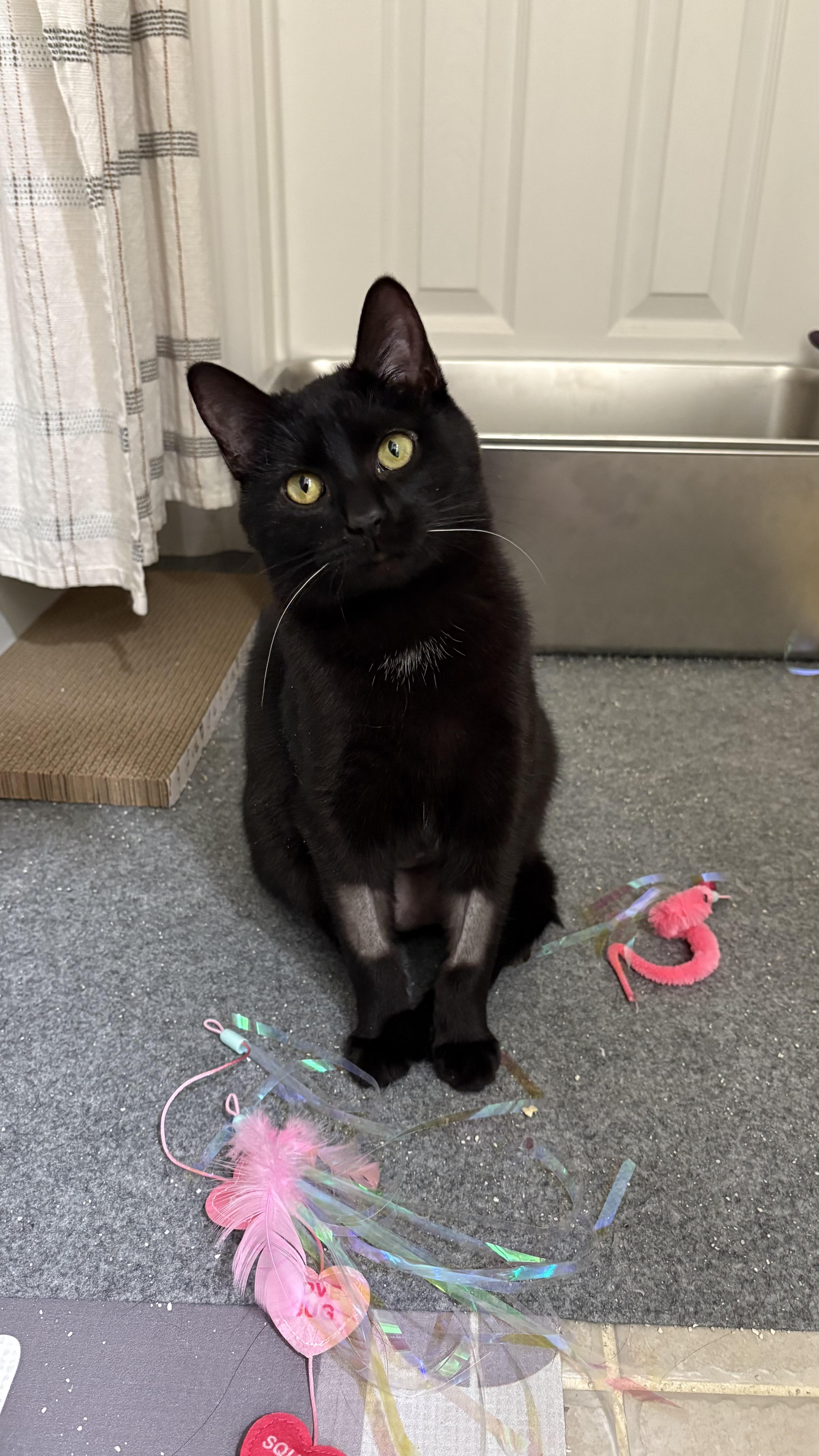 Enlarge Gravy, a ADOPTABLE Domestic Short Hair in Columbus, OH image 5/6