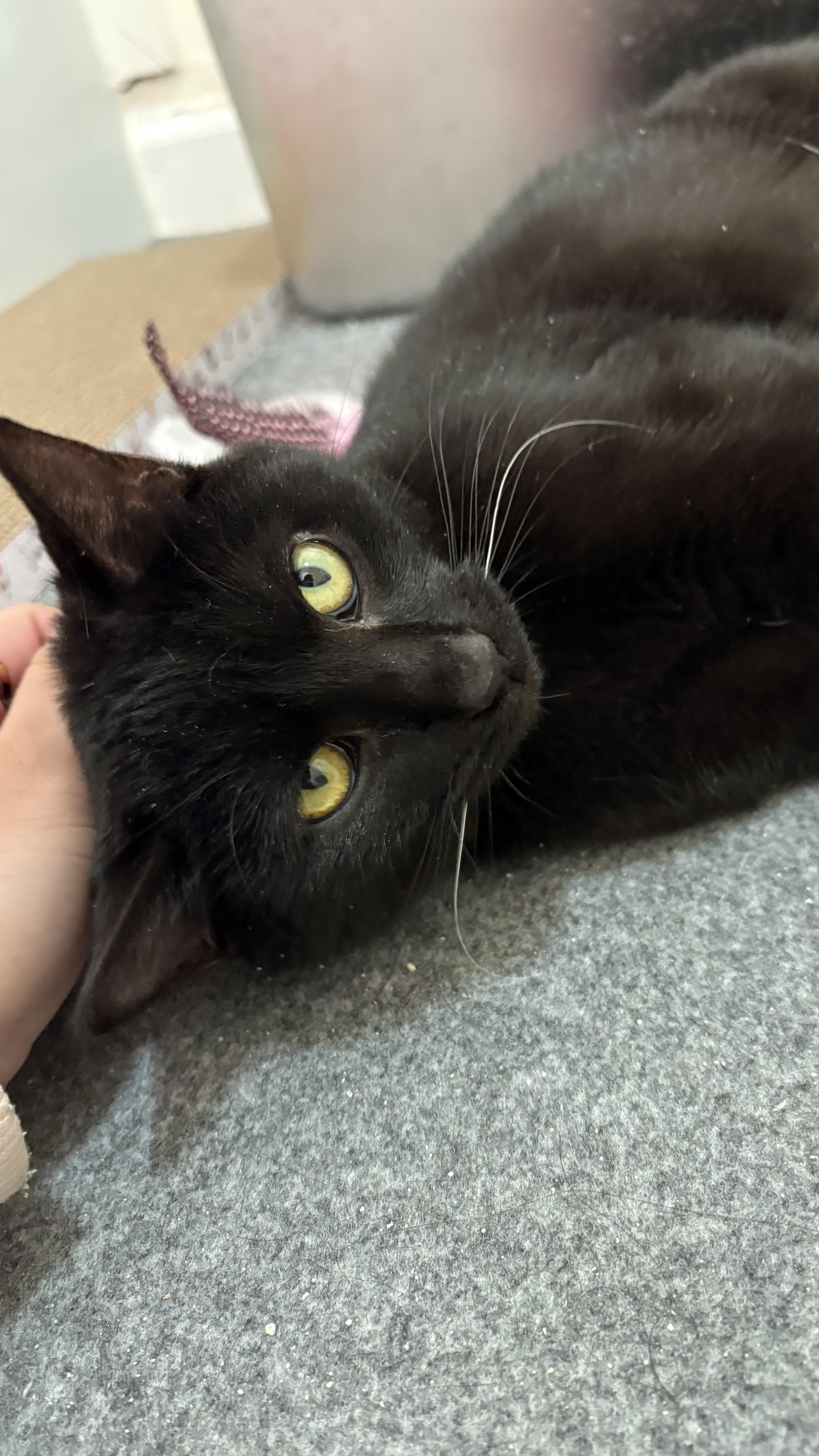 Enlarge Gravy, a ADOPTABLE Domestic Short Hair in Columbus, OH image 4/6