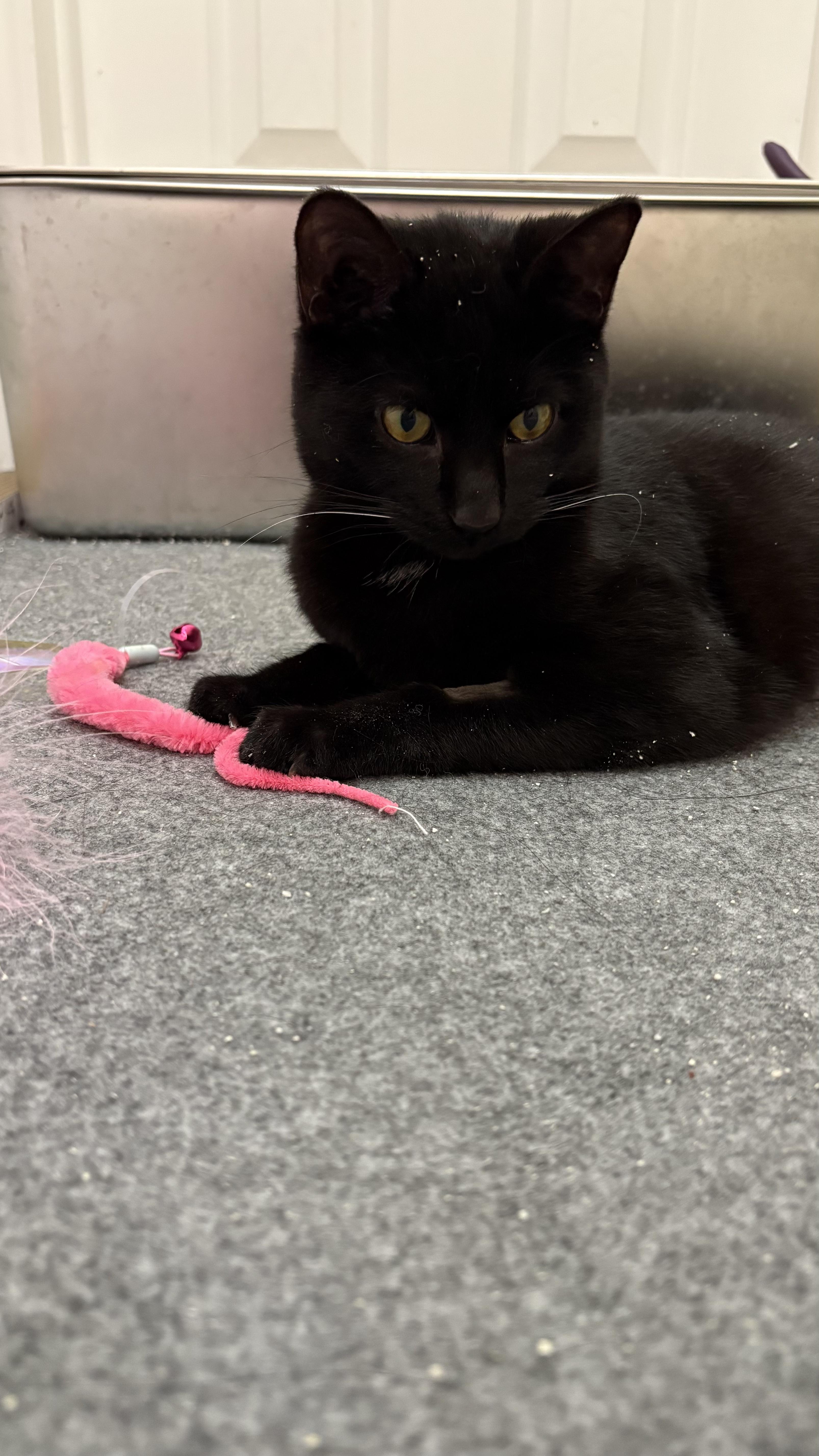 Enlarge Gravy, a ADOPTABLE Domestic Short Hair in Columbus, OH image 2/6