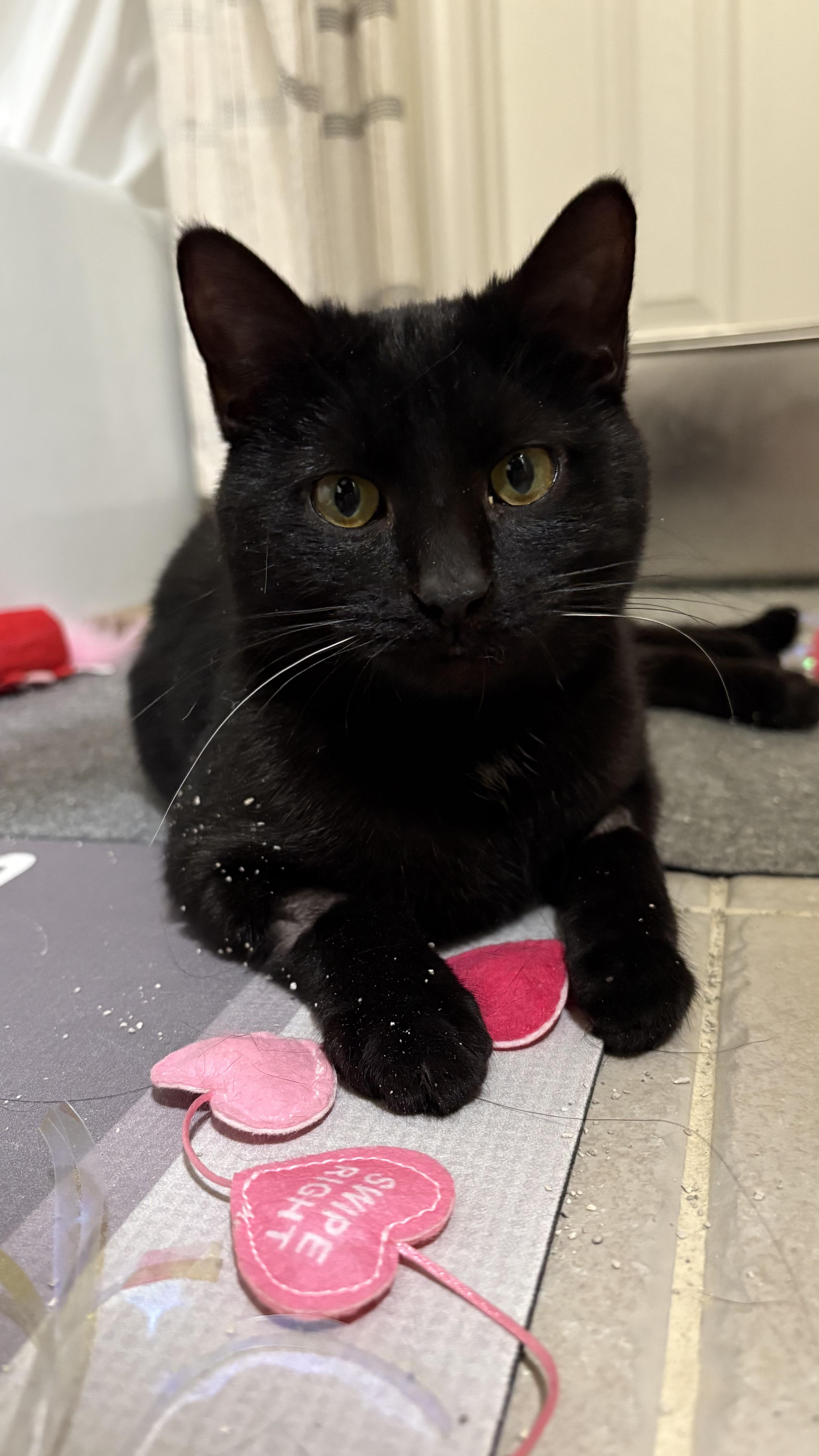 Gravy, ADOPTABLE, Young Female Domestic Short Hair.