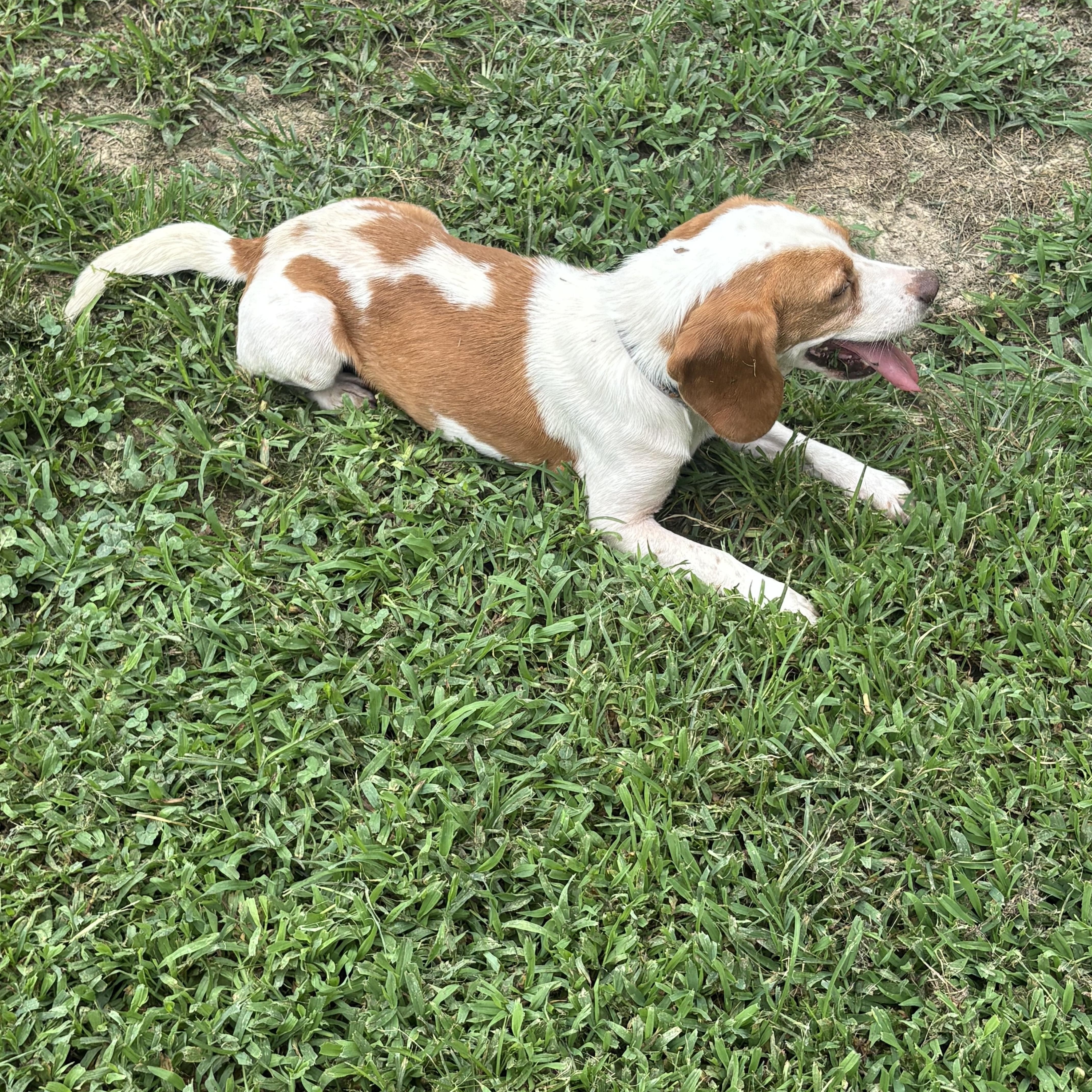 Enlarge Roscoe, an adopted Beagle in Saluda, VA image 4/4