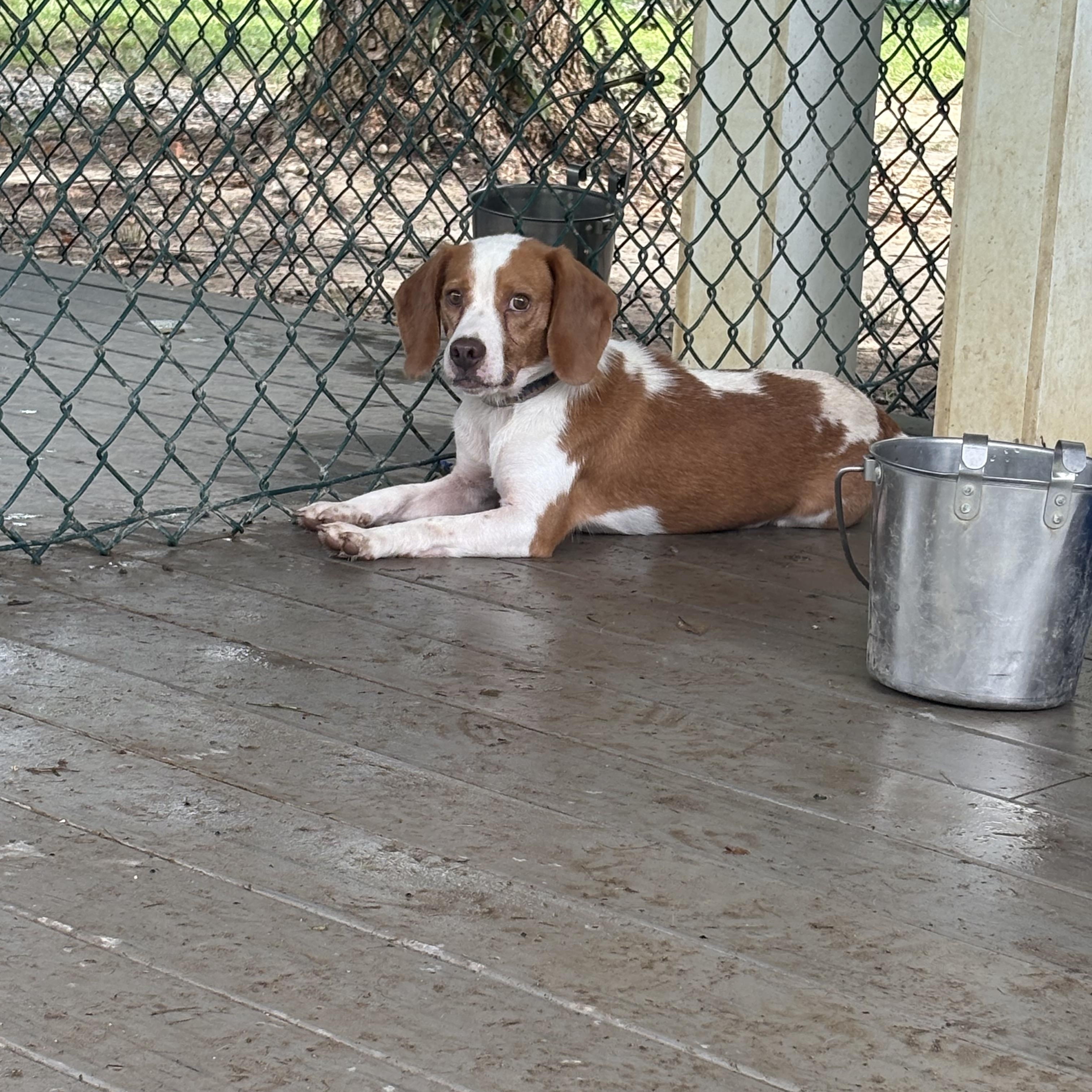 Enlarge Roscoe, an adopted Beagle in Saluda, VA image 2/4