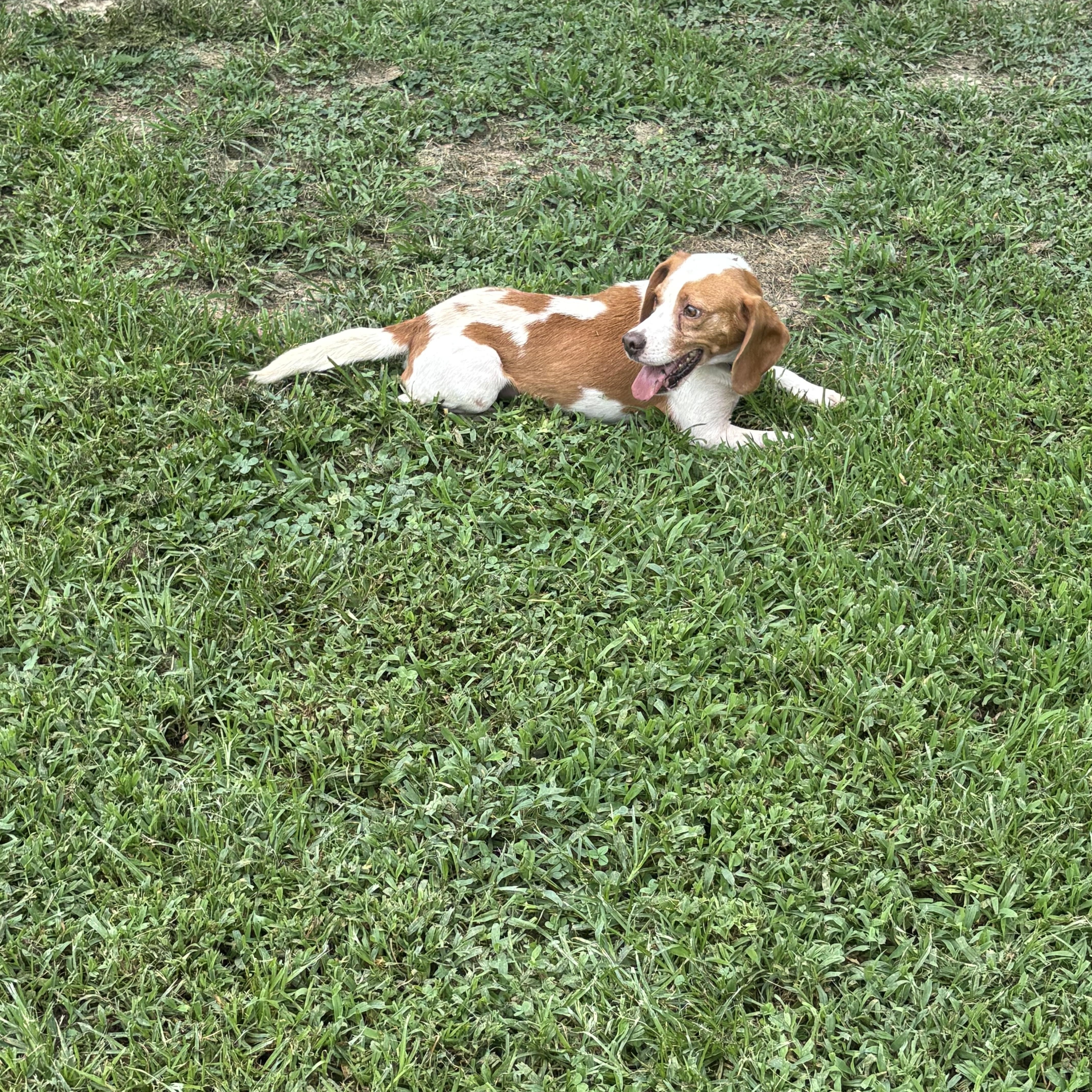 Enlarge Roscoe, an adopted Beagle in Saluda, VA image 3/4