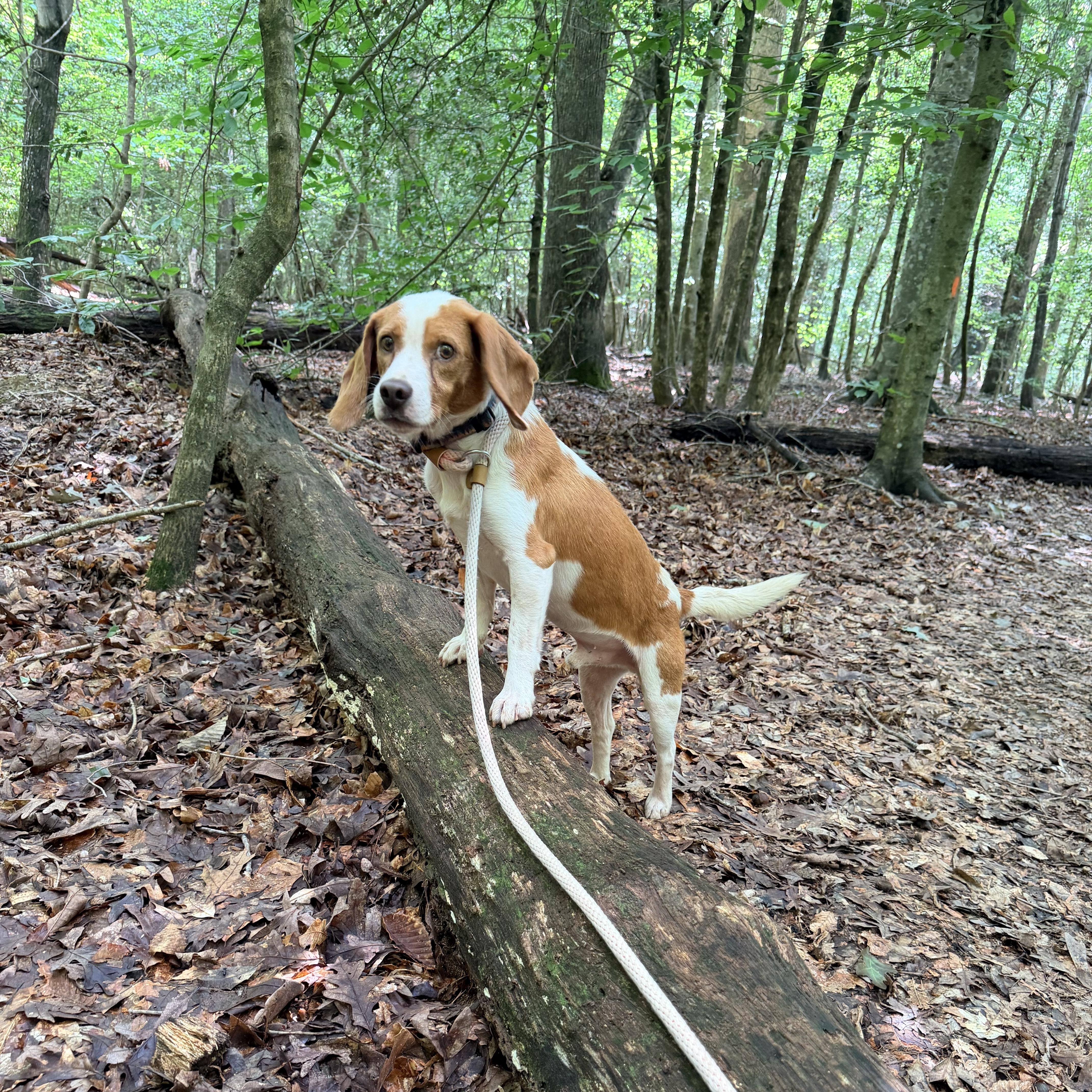 Roscoe, adopted, Adult Male Beagle.