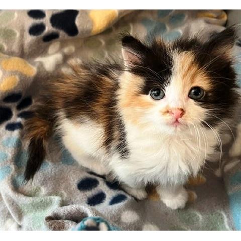 Sol, an adopted Calico in Salt Lake City, UT image 1/2