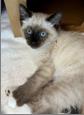 Sol, an adopted Calico in Salt Lake City, UT image 2/2