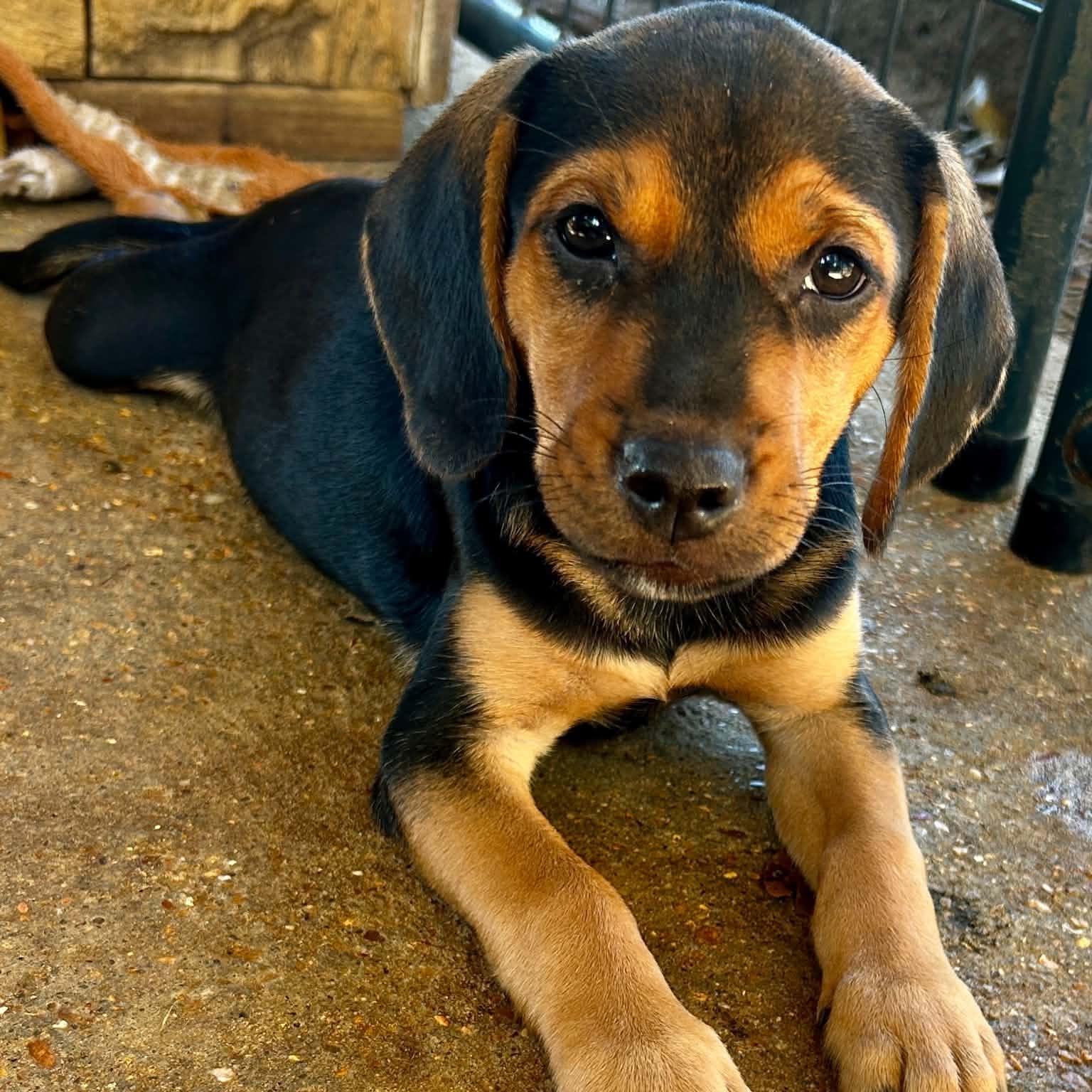 River, Adoptable, Puppy Female Beagle & Labrador Retriever.