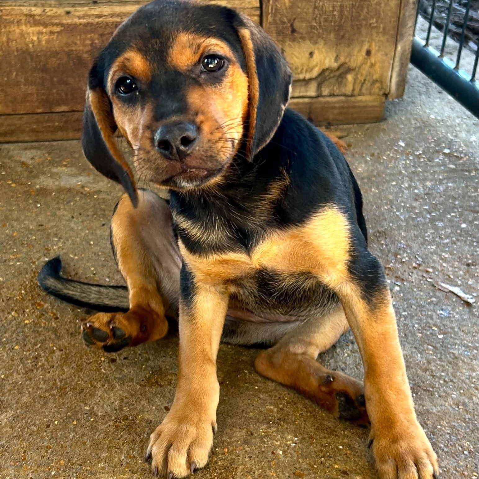 Enlarge River, a Adoptable mixed breed in Somers, CT image 4/5