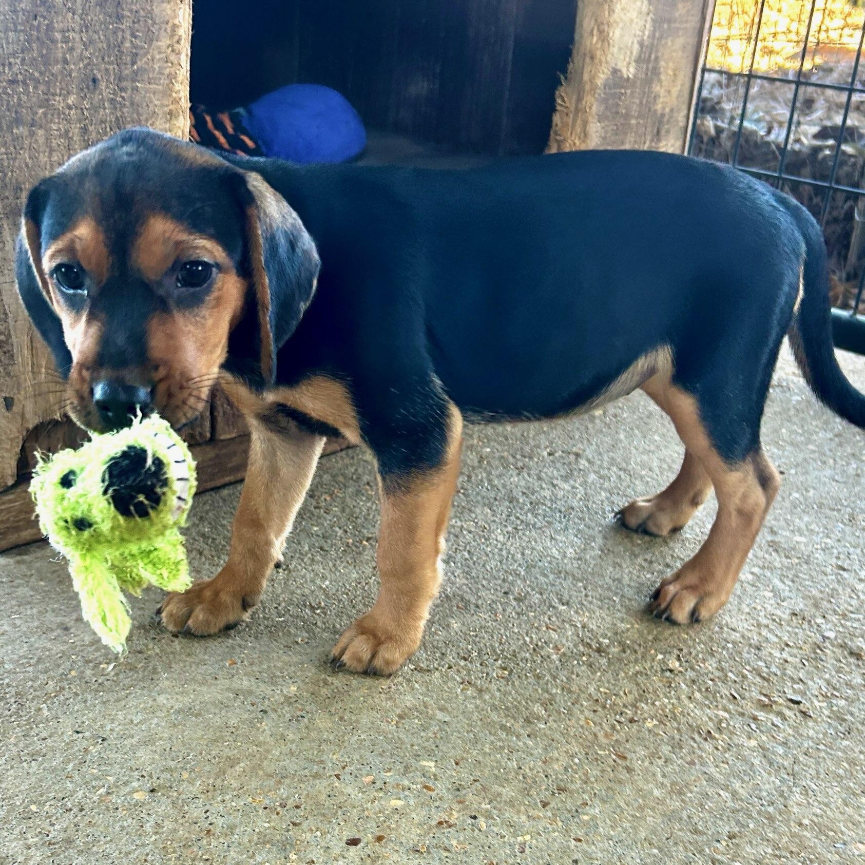 Enlarge River, a Adoptable mixed breed in Somers, CT image 2/5