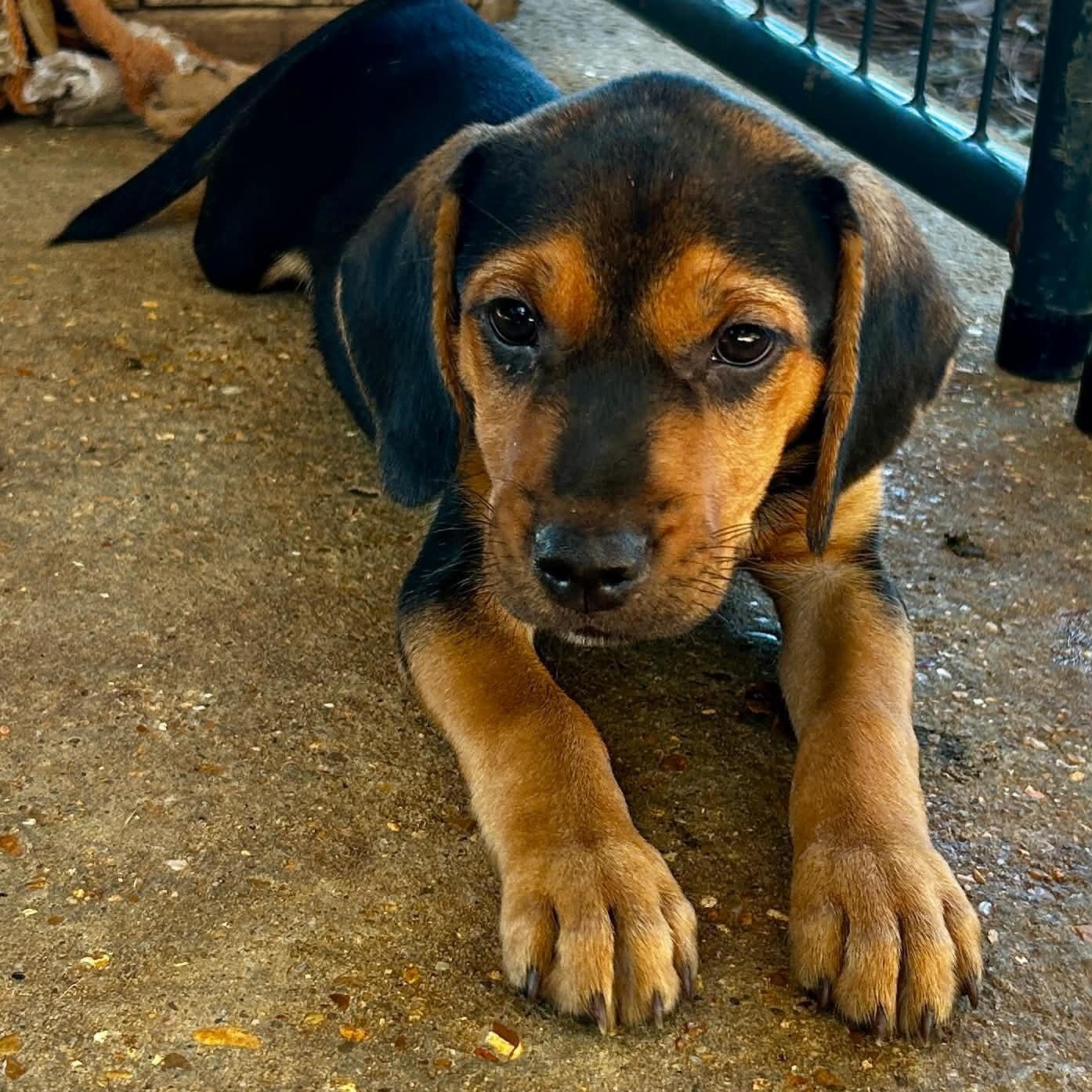 Enlarge River, a Adoptable mixed breed in Somers, CT image 3/5