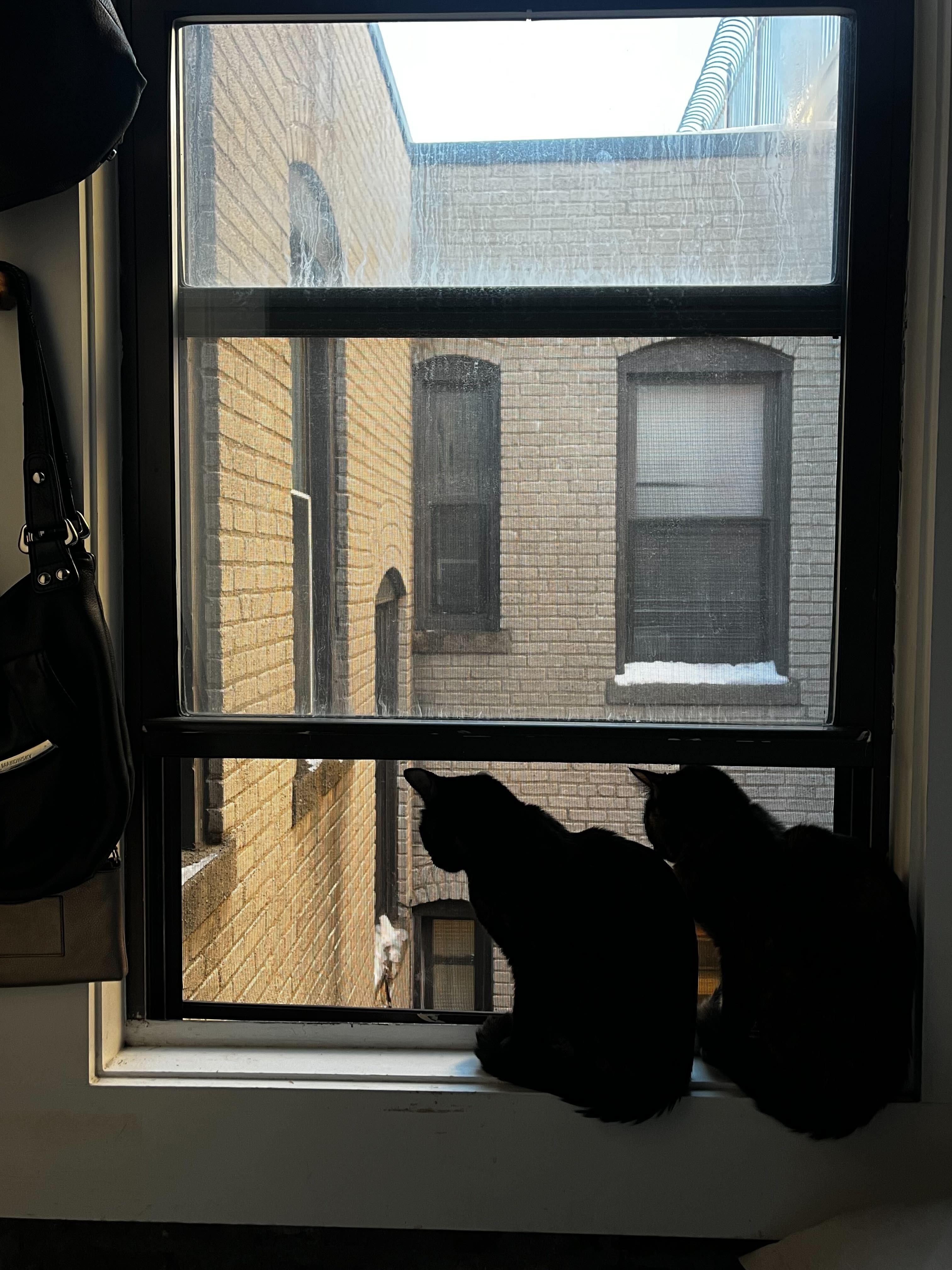 Enlarge Octane and Rione, a Adoptable Domestic Short Hair in Waltham, MA image 2/5