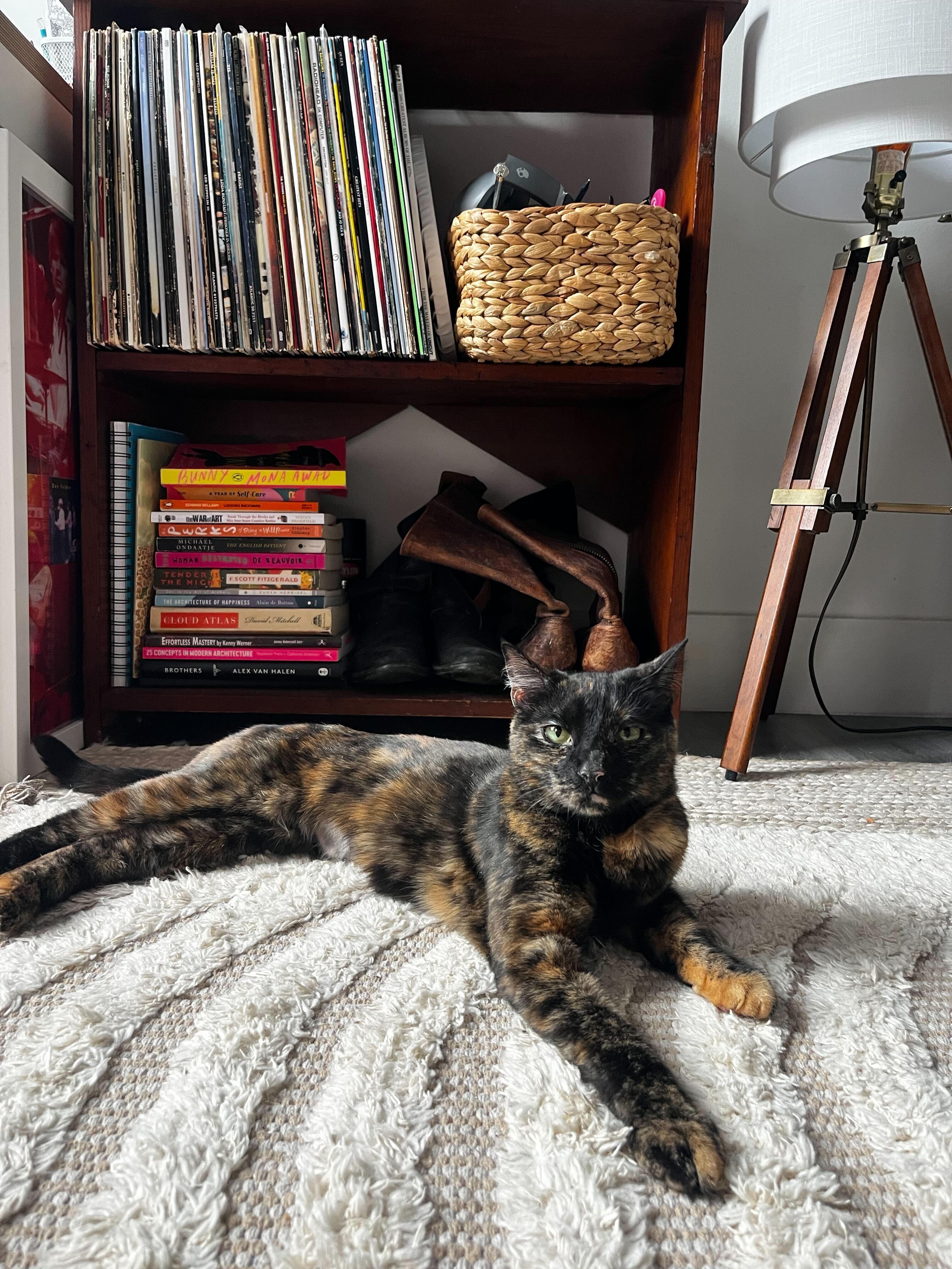 Enlarge Octane and Rione, a Adoptable Domestic Short Hair in Waltham, MA image 5/5