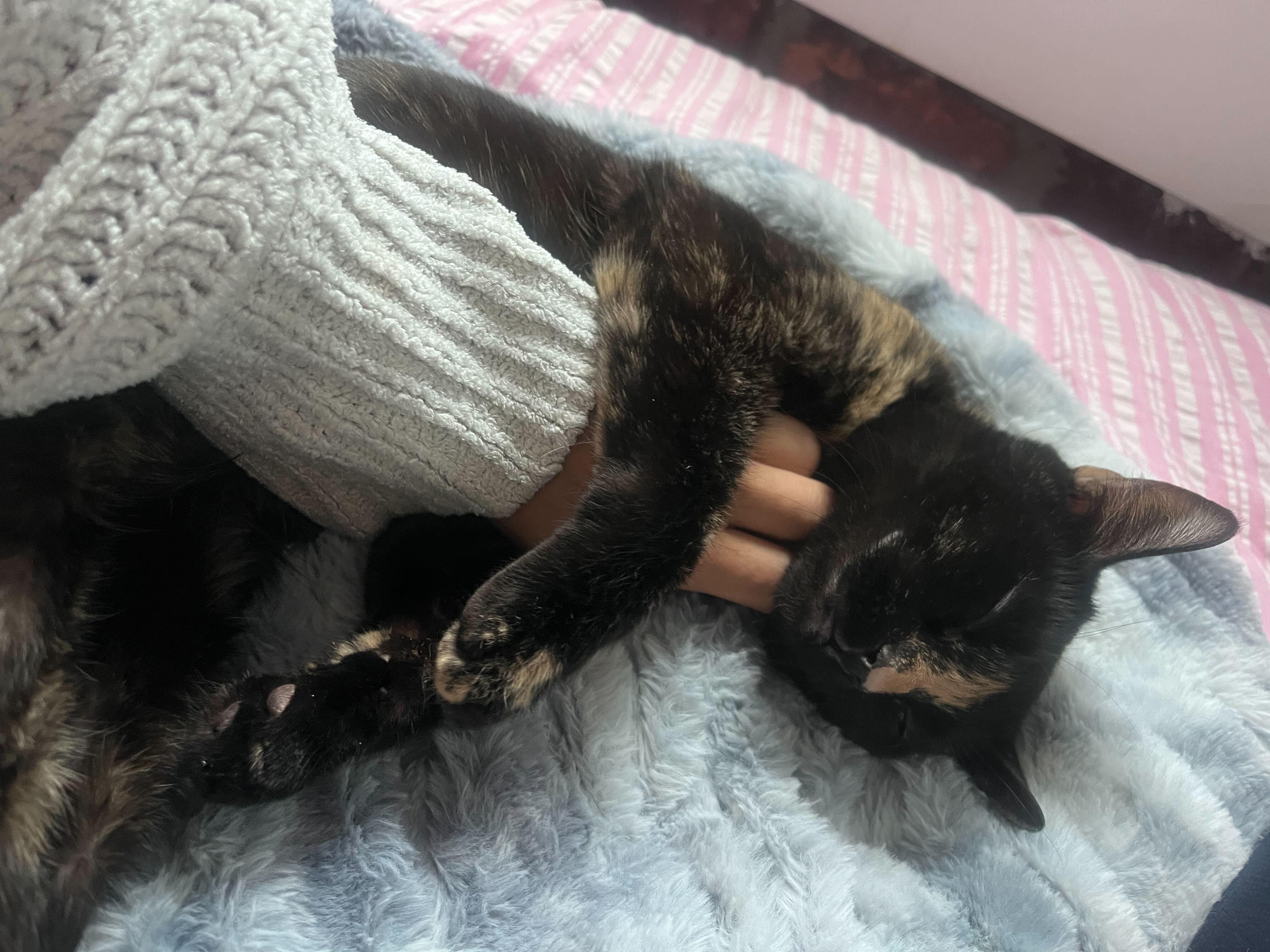 Enlarge Octane and Rione, a Adoptable Domestic Short Hair in Waltham, MA image 4/5