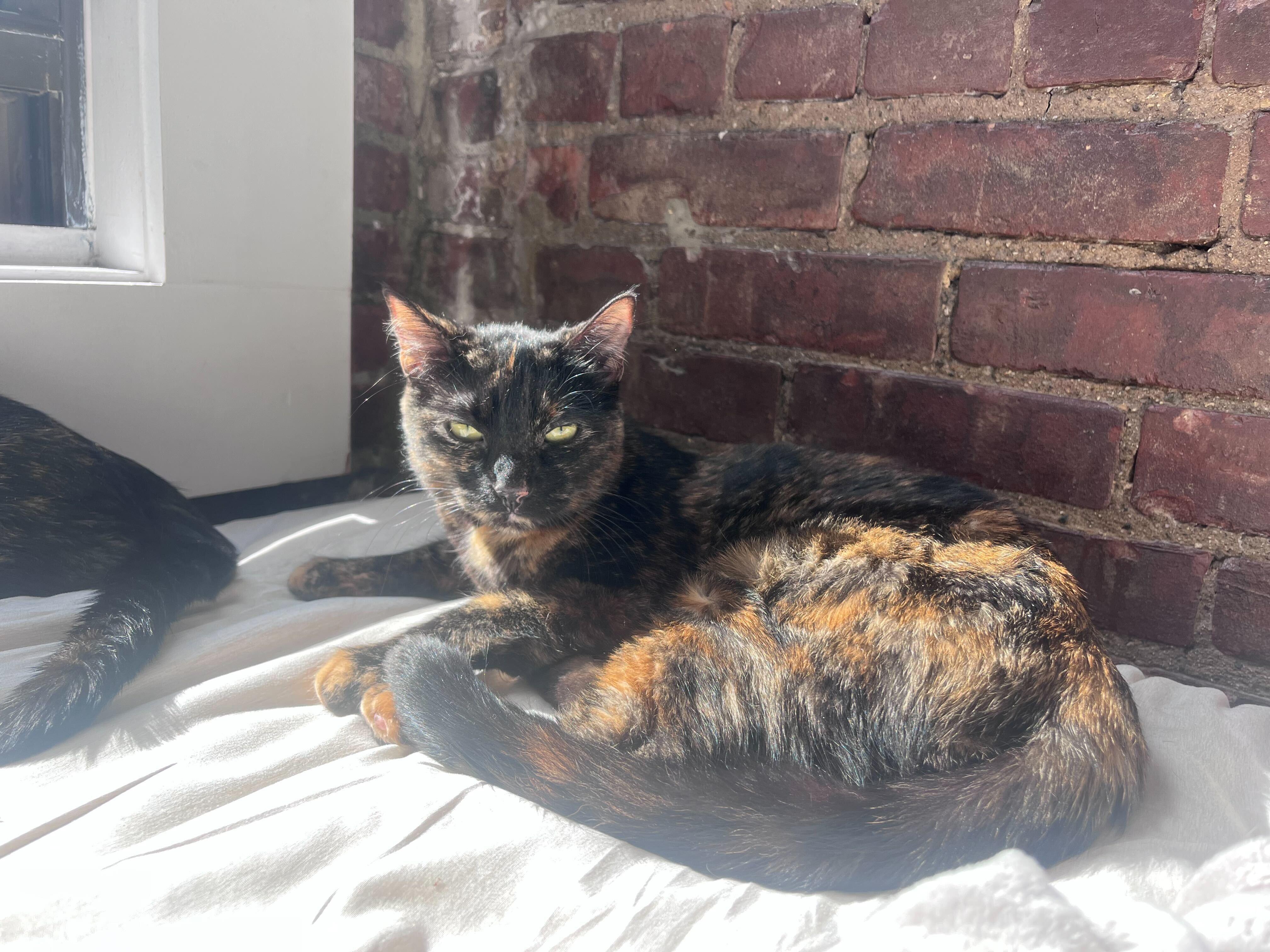 Enlarge Octane and Rione, a Adoptable Domestic Short Hair in Waltham, MA image 3/5