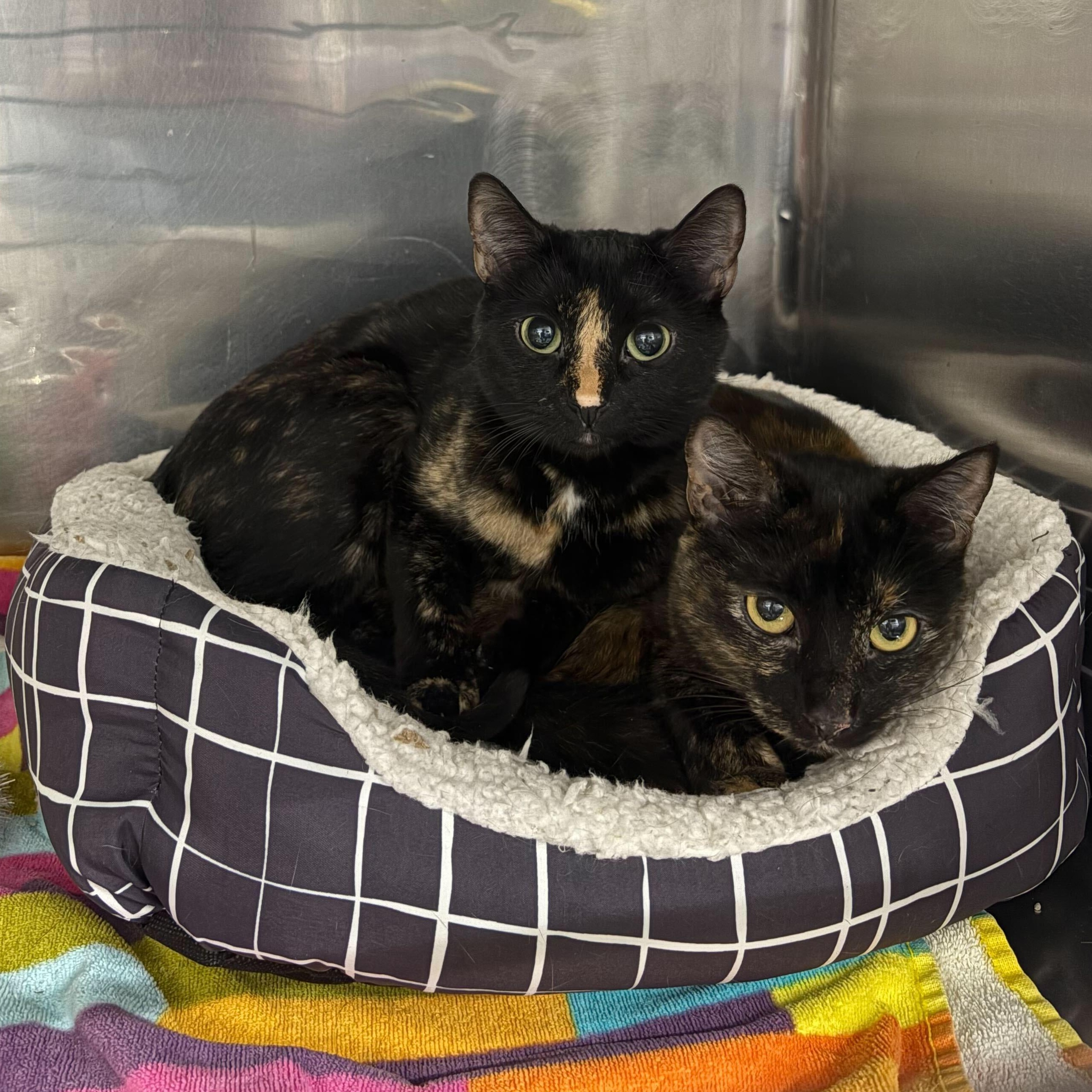 Enlarge Octane and Rione, a Adoptable Domestic Short Hair in Waltham, MA image 1/1