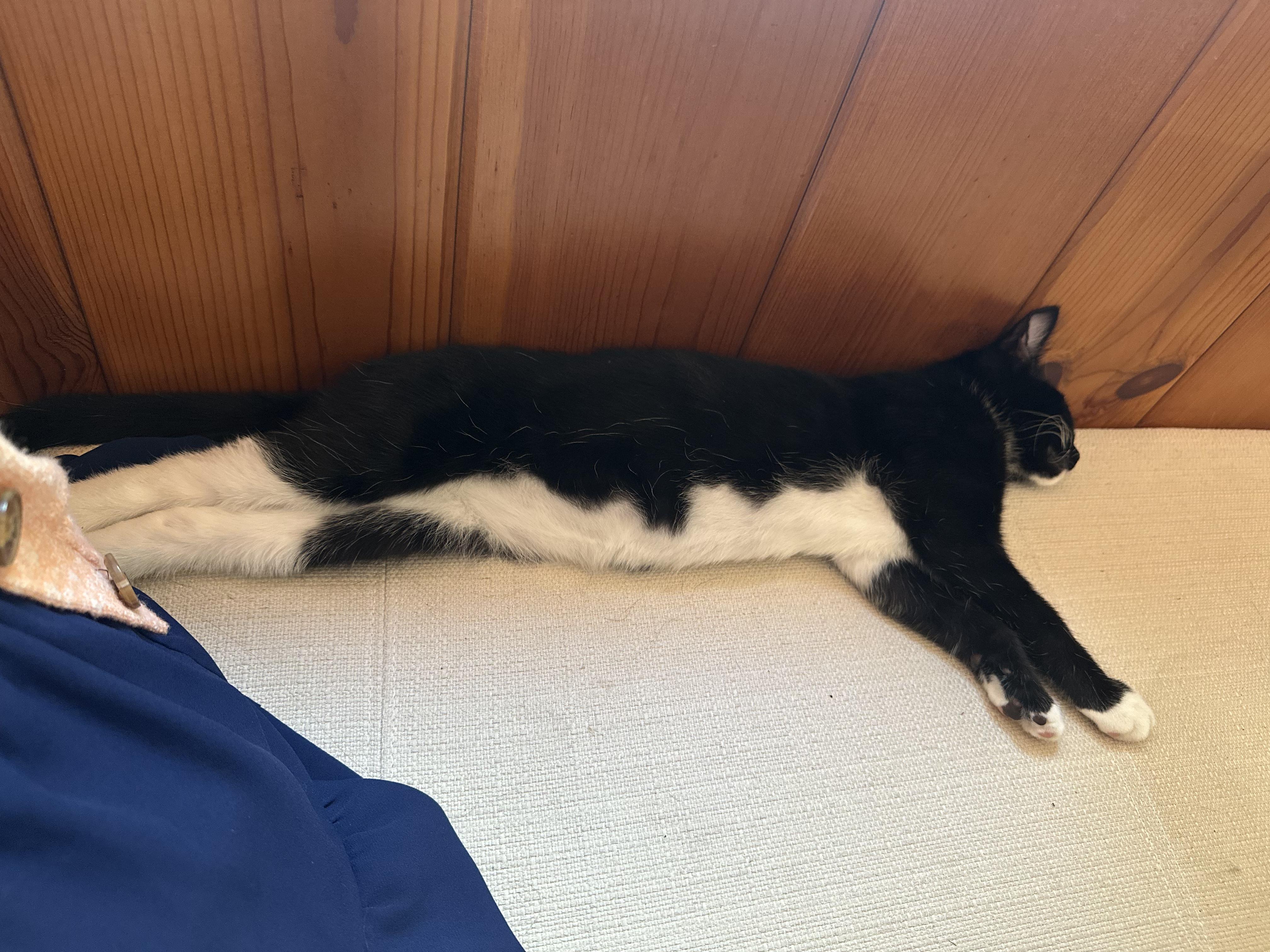 Geoff - I love to run and snuggle!, a Adoptable Domestic Short Hair image 4/4