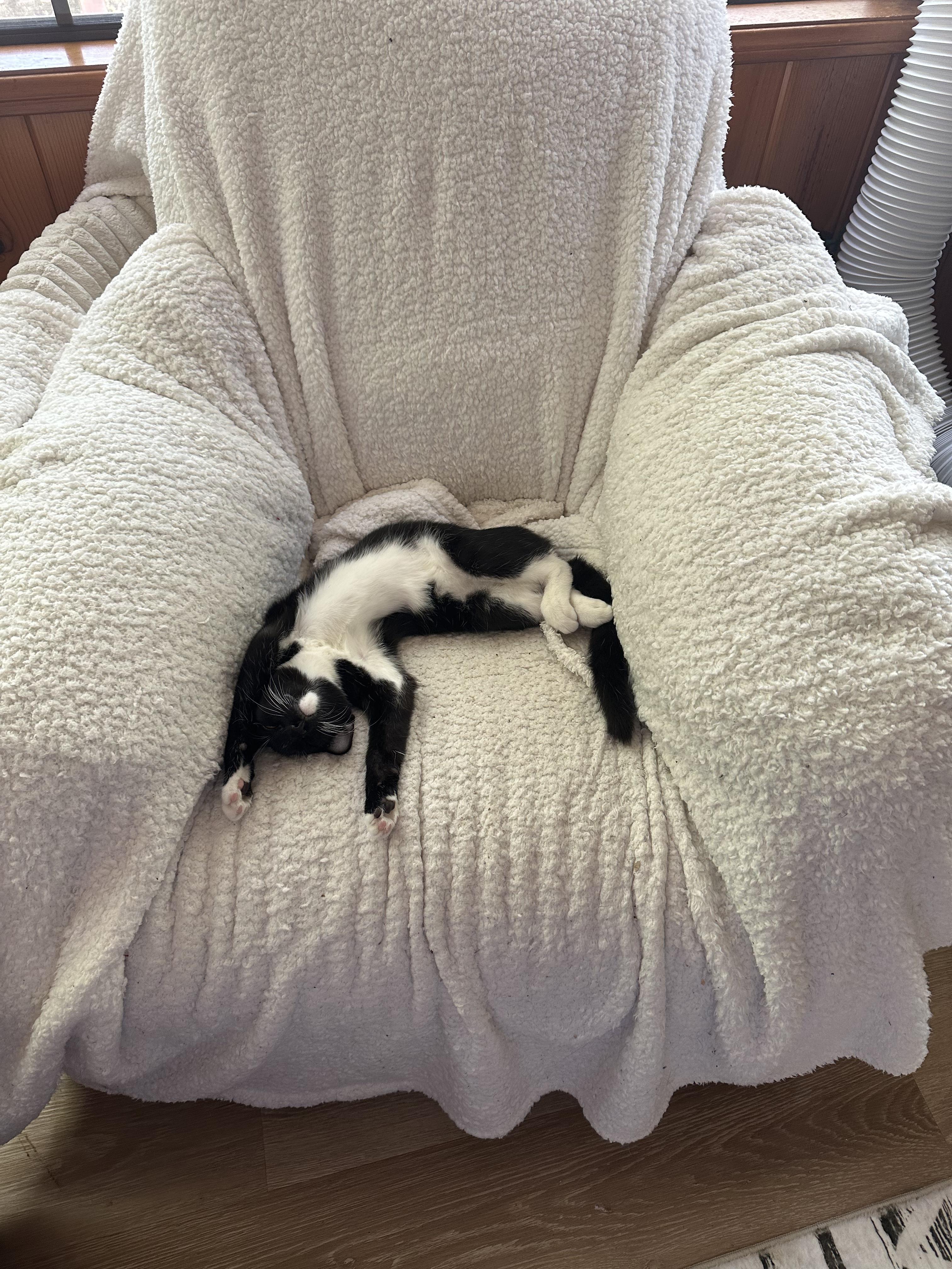 Geoff - I love to run and snuggle!, Adoptable, Young Male Domestic Short Hair.