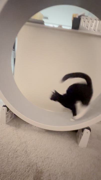 Enlarge Geoff - I love to run and snuggle!, a Adoptable Domestic Short Hair video 3/4