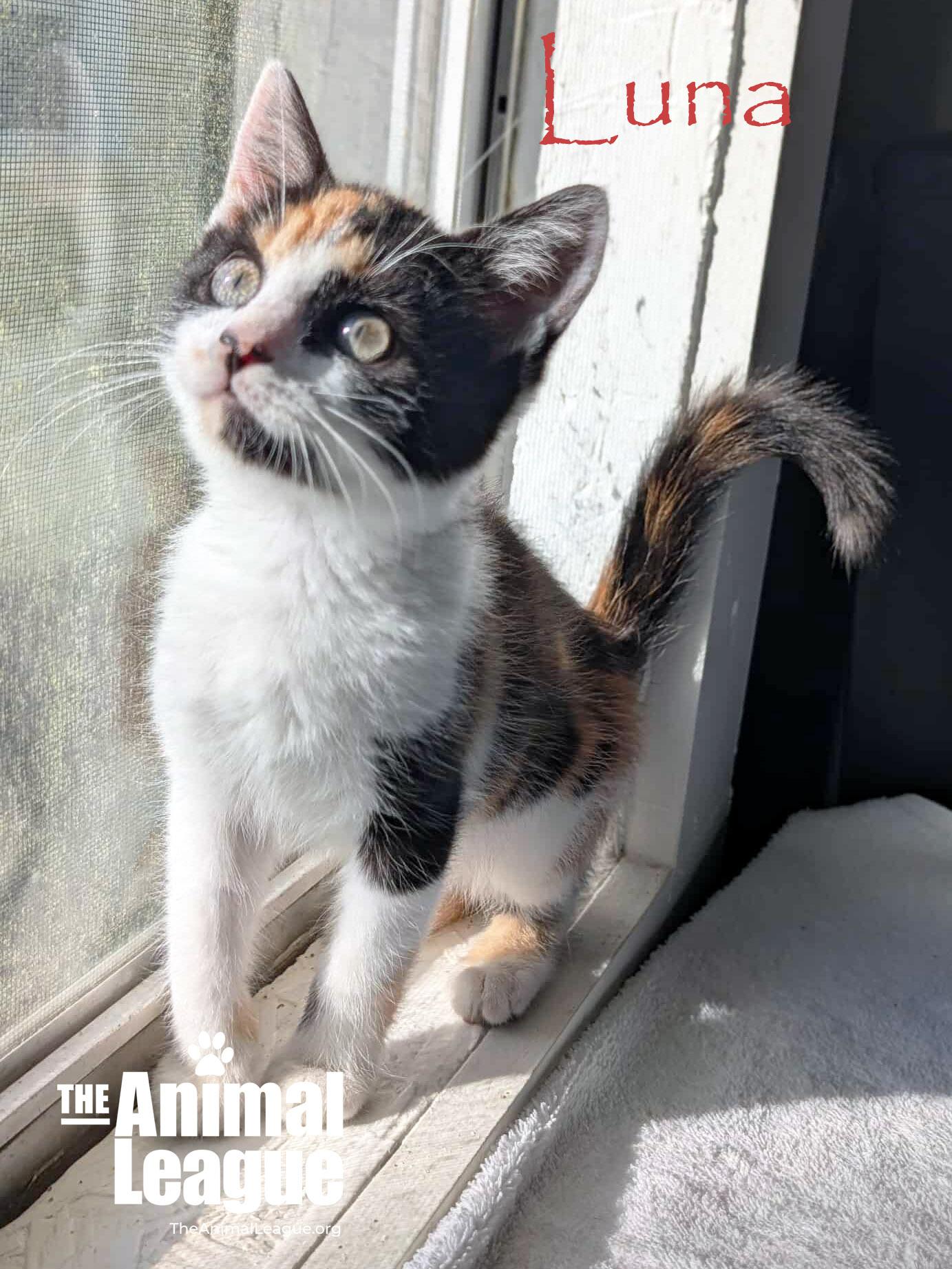 Luna, a Adoptable Calico in Clermont, FL image 4/4