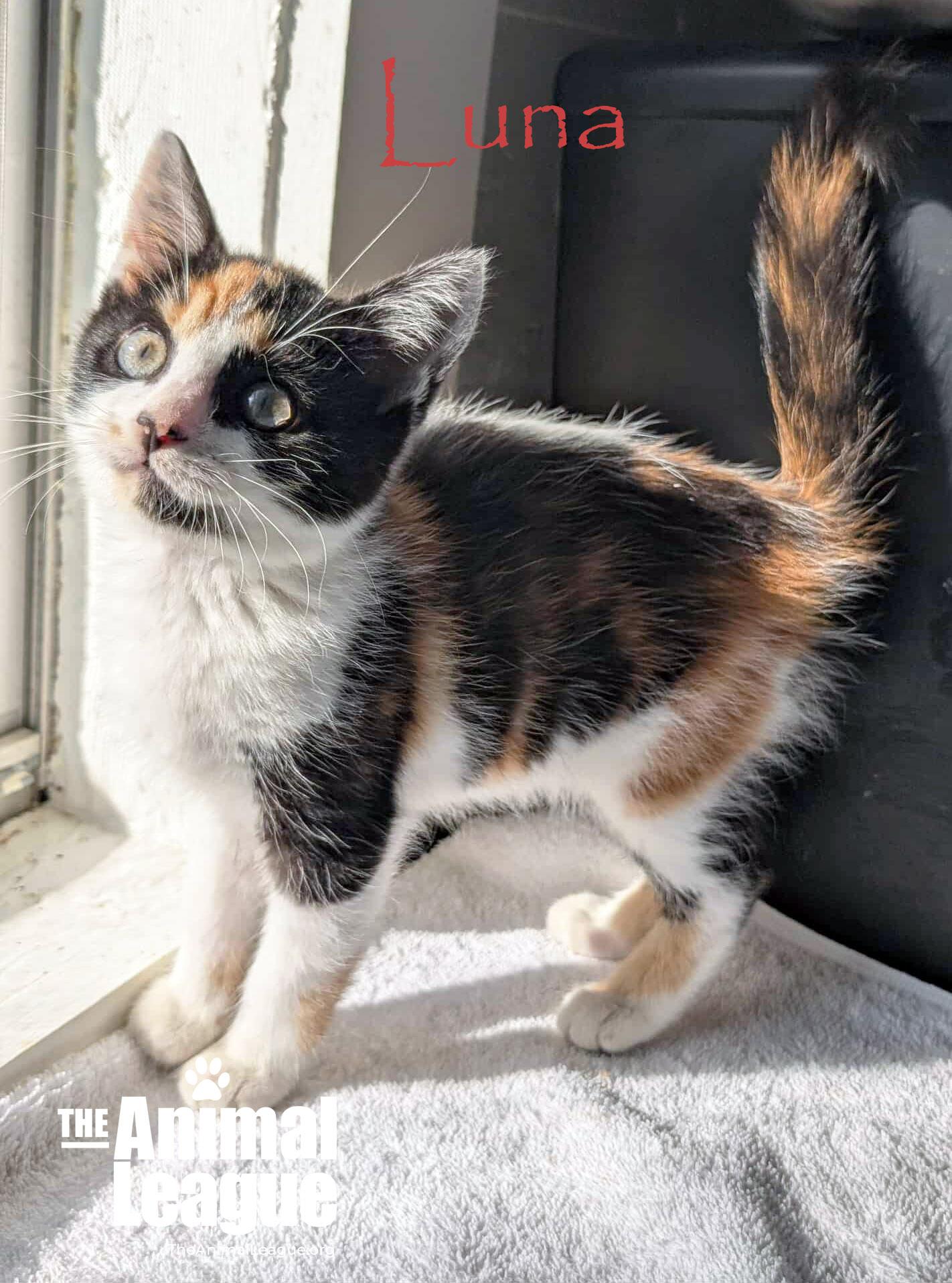 Luna, a Adoptable Calico in Clermont, FL image 2/4