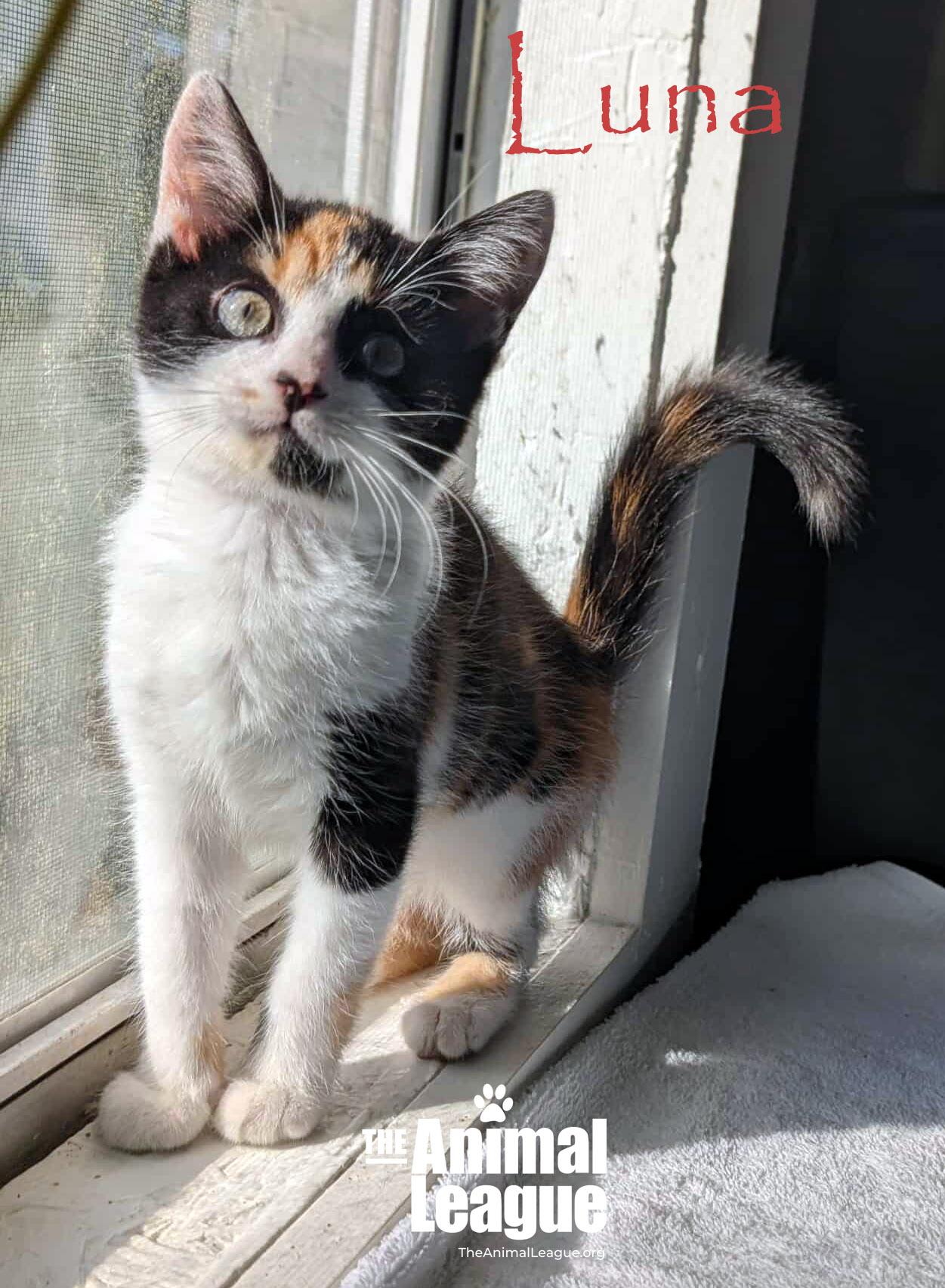 Luna, Adoptable, Kitten Female Calico.