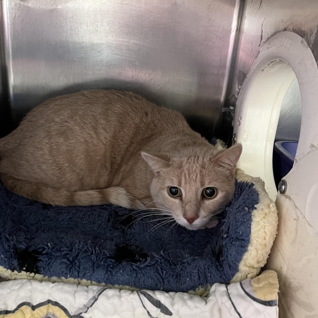 Kooper, ADOPTABLE, Adult Male Domestic Short Hair.