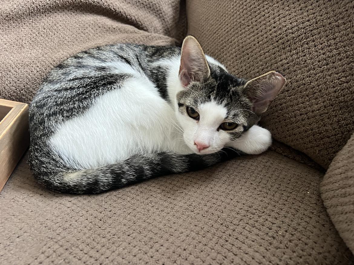 Milo and Otis, Adopted, Kitten Male American Shorthair.