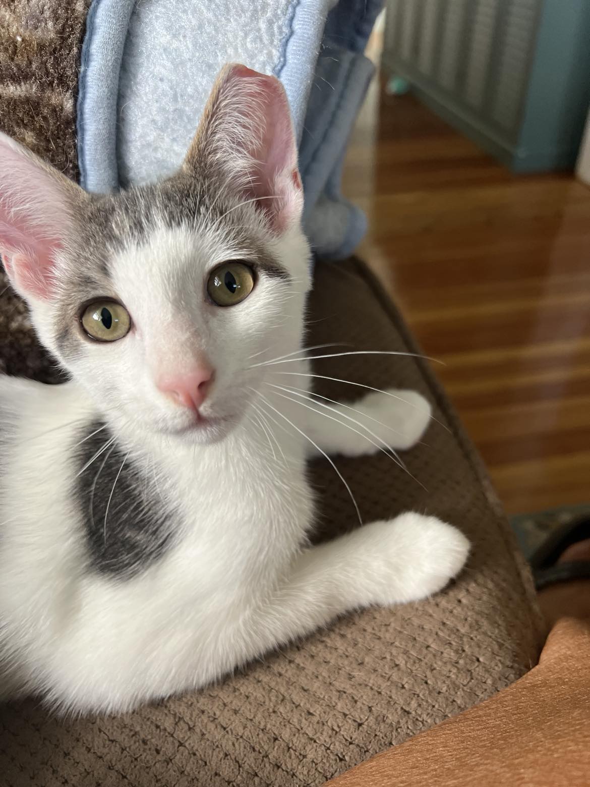 Milo and Otis, a Adopted American Shorthair in Hull, MA image 2/5