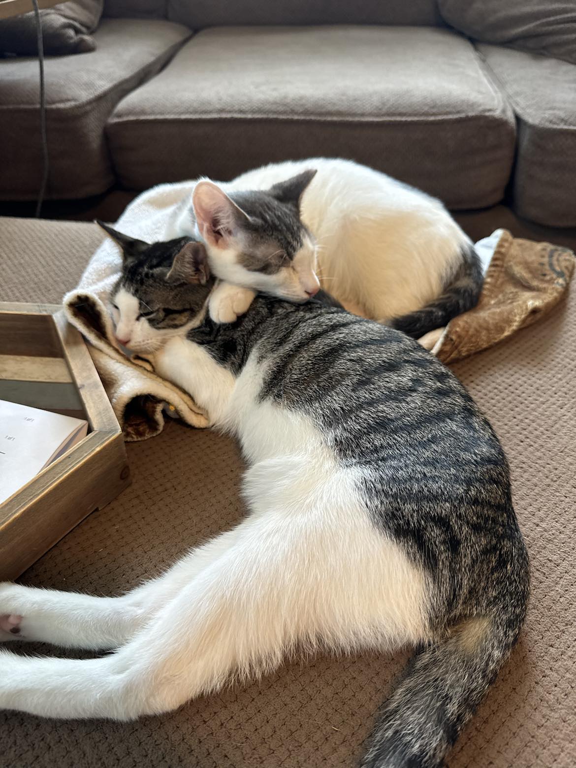 Milo and Otis, a Adopted American Shorthair in Hull, MA image 3/5