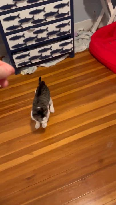 Enlarge Milo and Otis, a Adopted American Shorthair in Hull, MA video 5/5