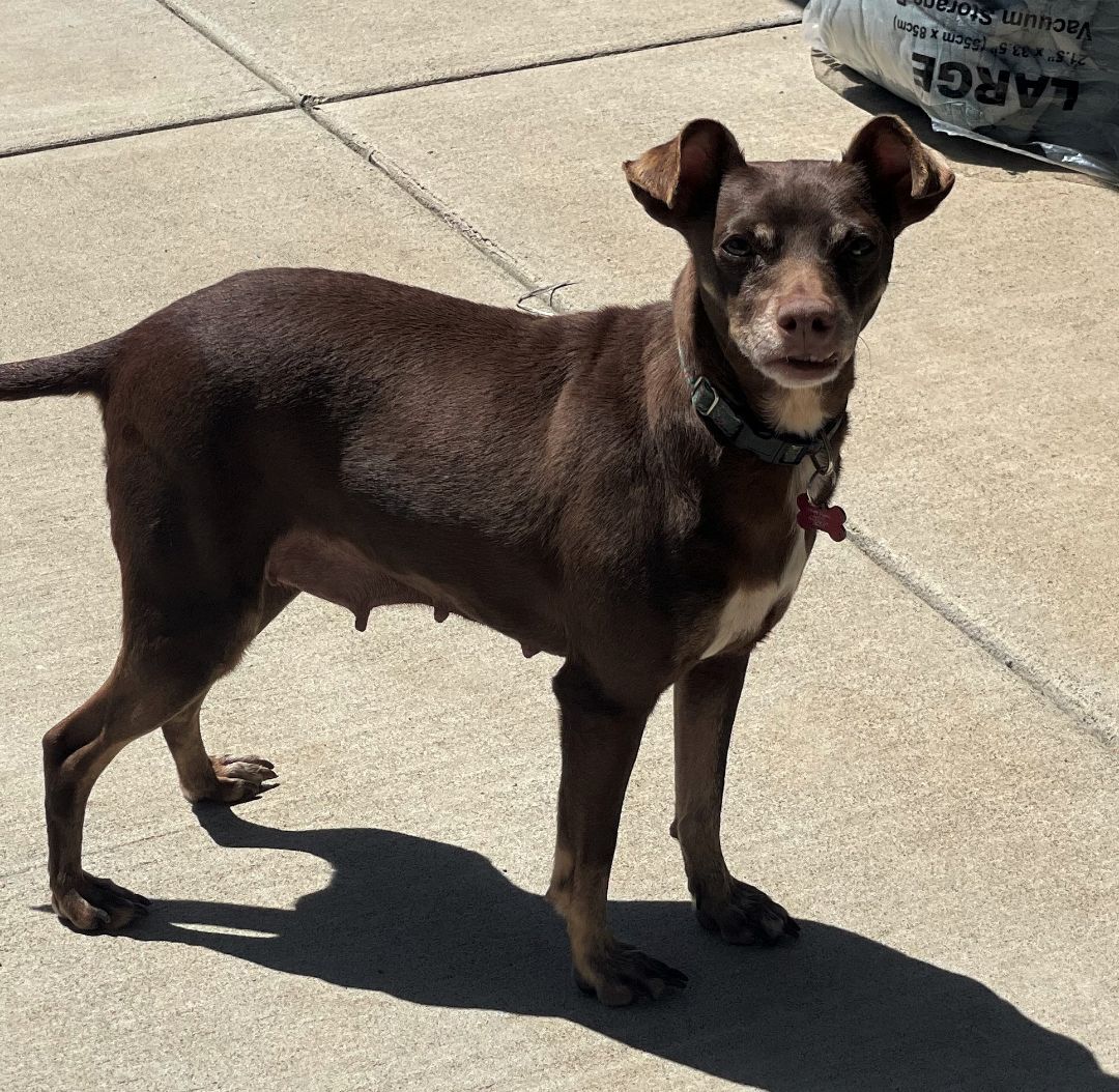 Trixie, a Adoptable mixed breed image 1/4