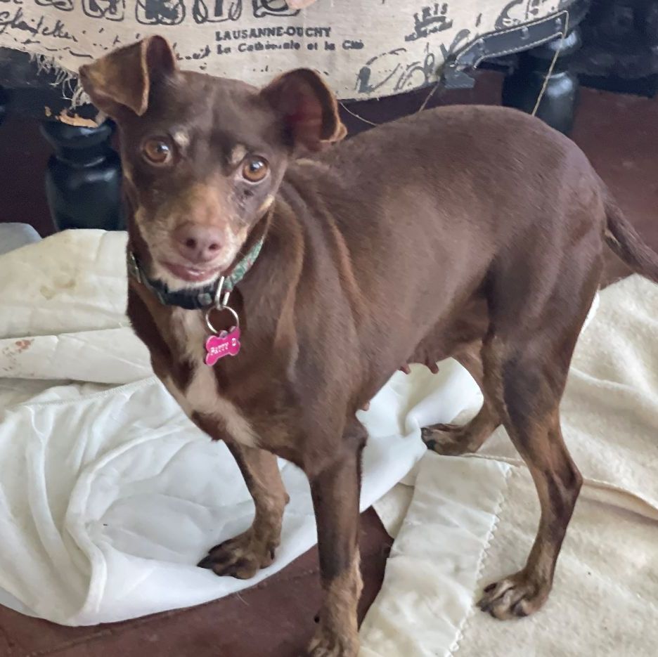 Trixie, a Adoptable mixed breed image 3/4