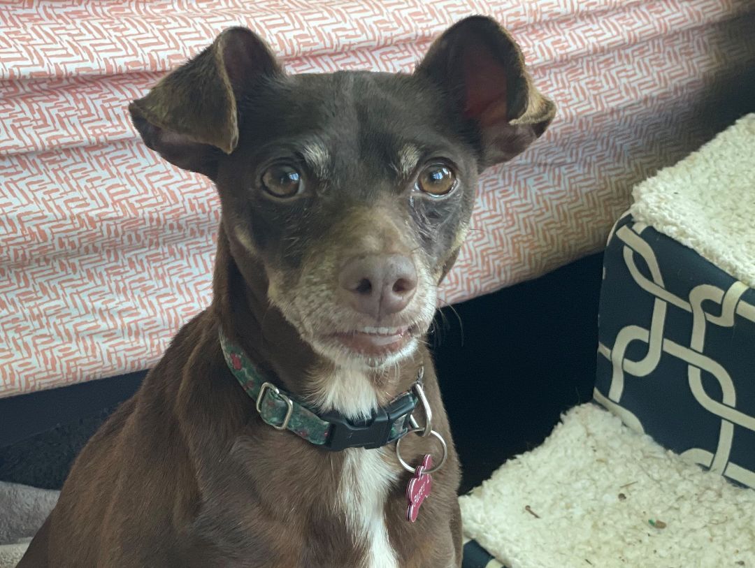 Trixie, a Adoptable mixed breed image 4/4