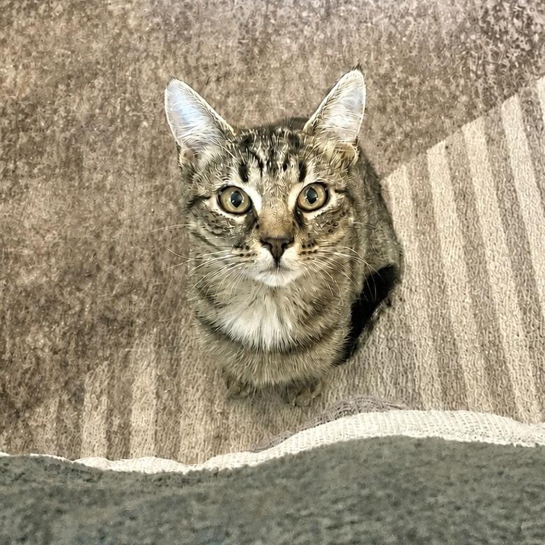 Enlarge Kiki, a Adoptable Domestic Short Hair in Herrin, IL image 1/5