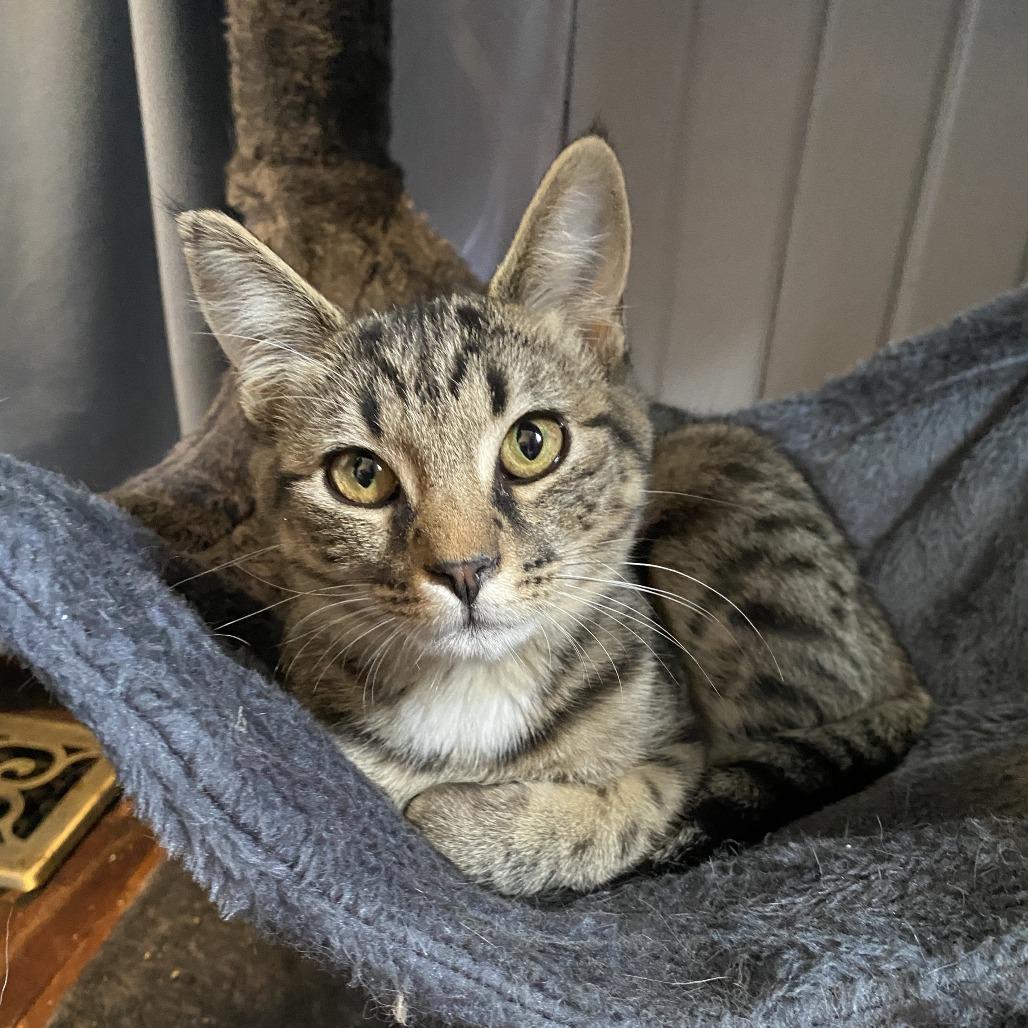 Enlarge Kiki, a Adoptable Domestic Short Hair in Herrin, IL image 2/5