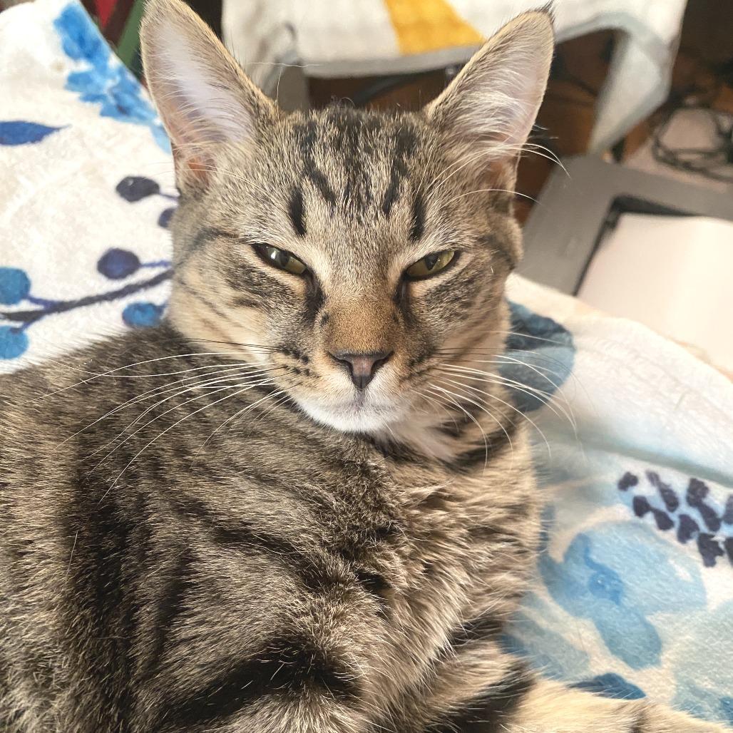 Enlarge Kiki, a Adoptable Domestic Short Hair in Herrin, IL image 3/5