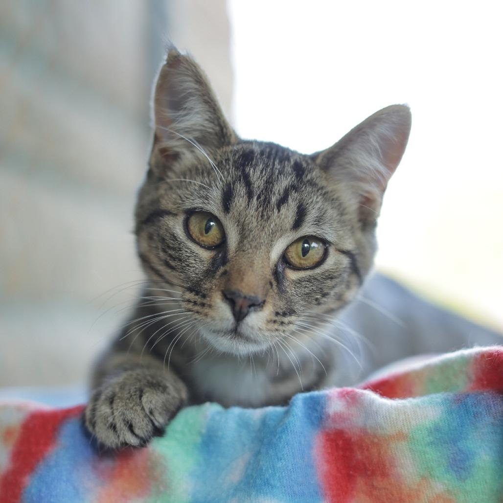 Enlarge Kiki, a Adoptable Domestic Short Hair in Herrin, IL image 4/5