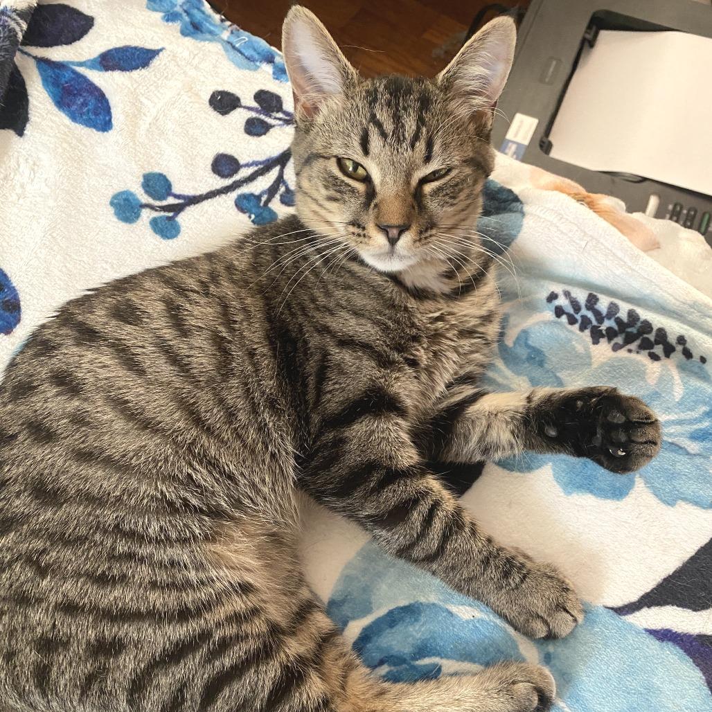Enlarge Kiki, a Adoptable Domestic Short Hair in Herrin, IL image 5/5