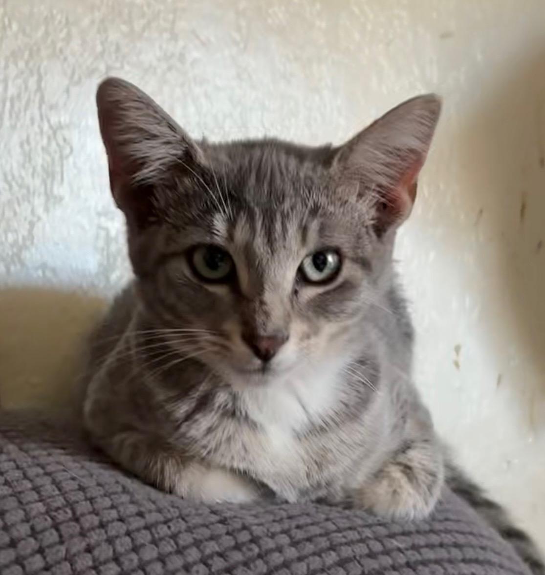 “Sooky” Youki, a Adoptable Domestic Short Hair in Wildomar, CA image 3/4