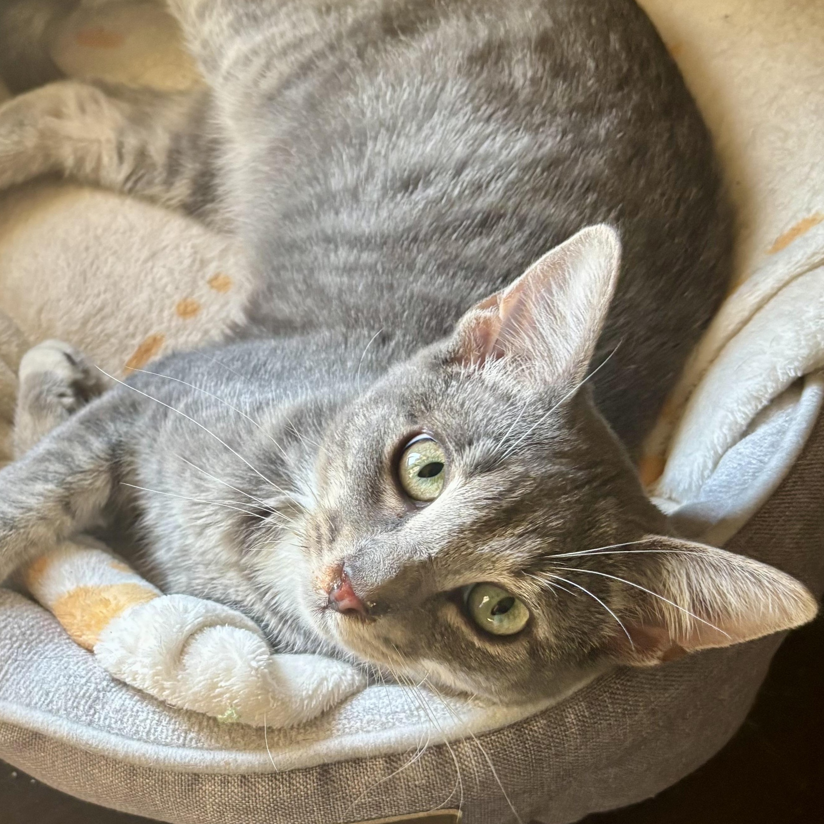 “Sooky” Youki, a Adoptable Domestic Short Hair in Wildomar, CA image 1/4