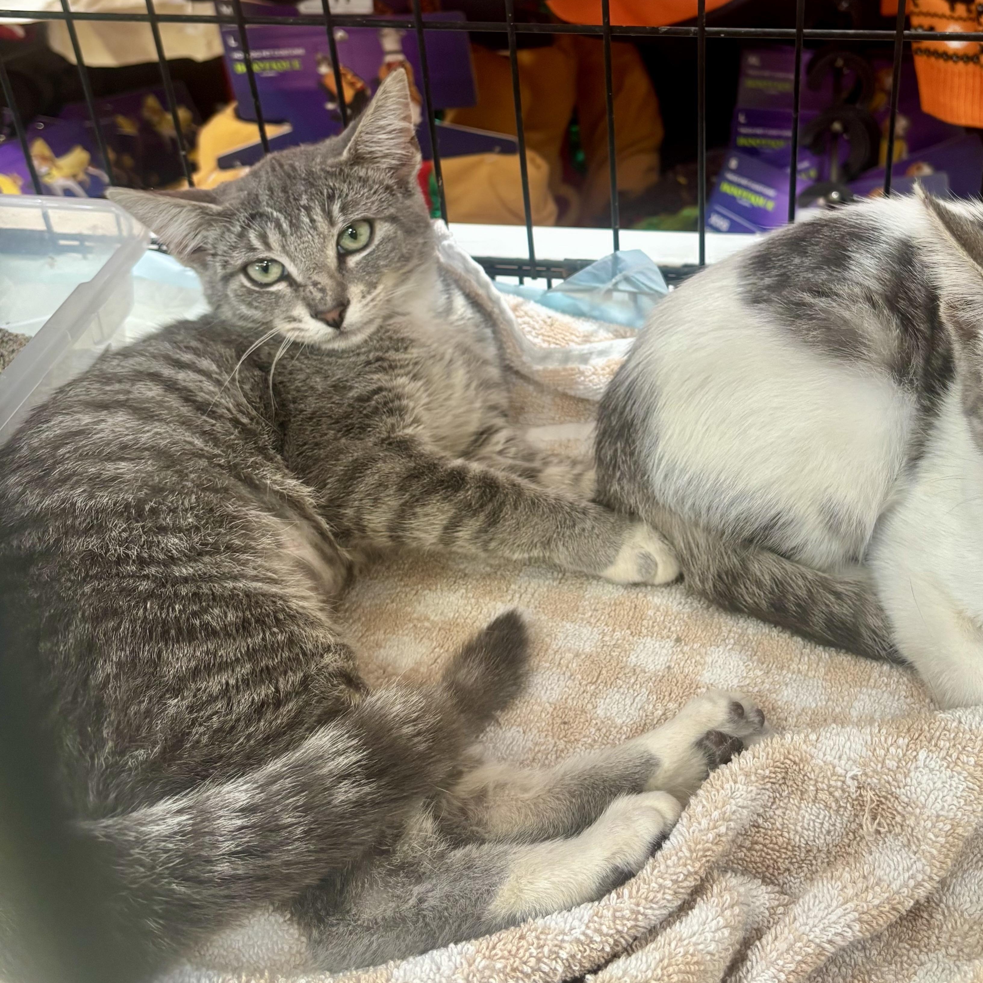 “Sooky” Youki, a Adoptable Domestic Short Hair in Wildomar, CA image 4/4