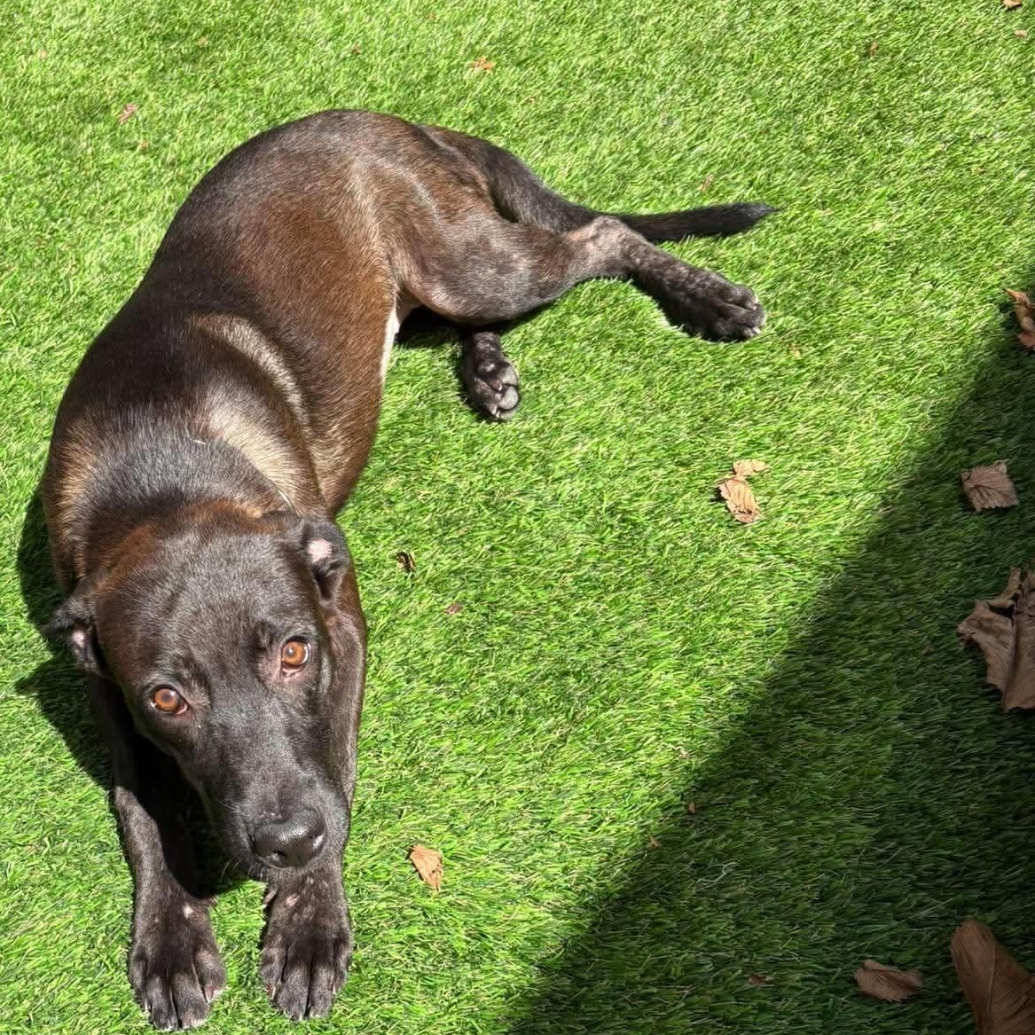Enlarge Addy, a Adoptable mixed breed in Yonkers, NY image 5/6