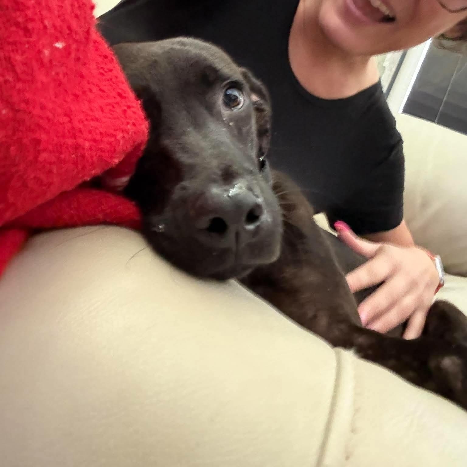 Enlarge Addy, a Adoptable mixed breed in Yonkers, NY image 4/6