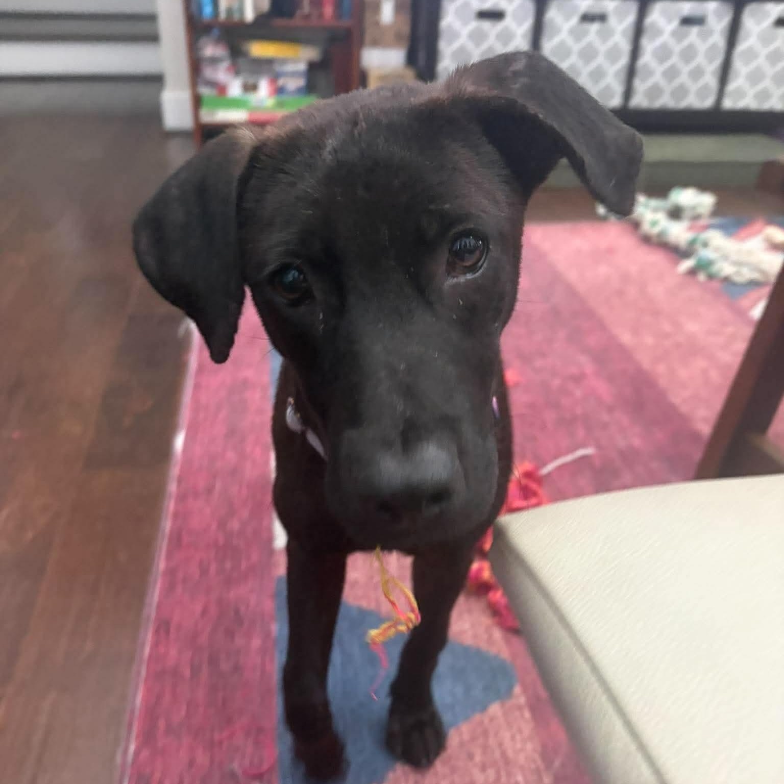Enlarge Addy, a Adoptable mixed breed in Yonkers, NY image 1/6