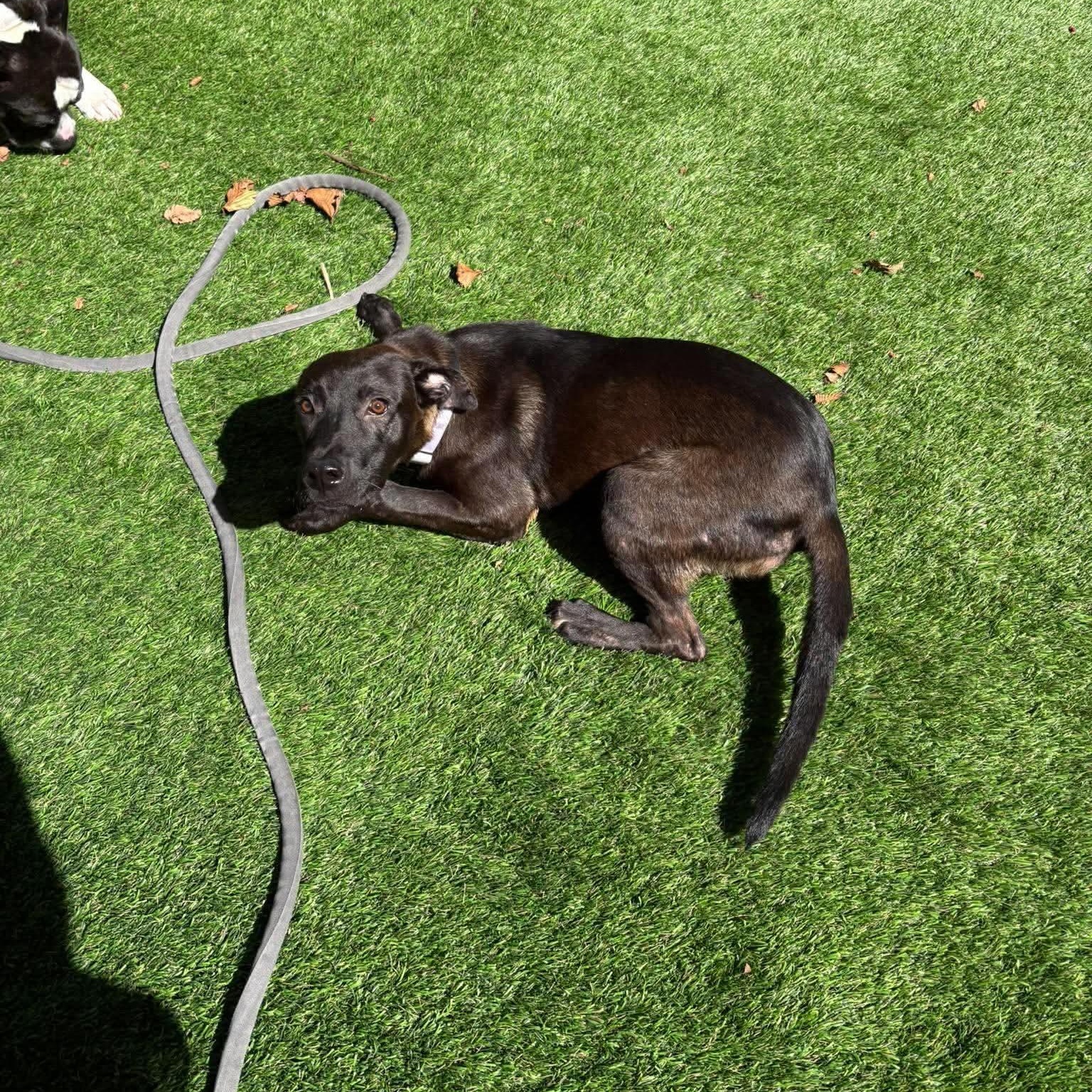Enlarge Addy, a Adoptable mixed breed in Yonkers, NY image 3/6