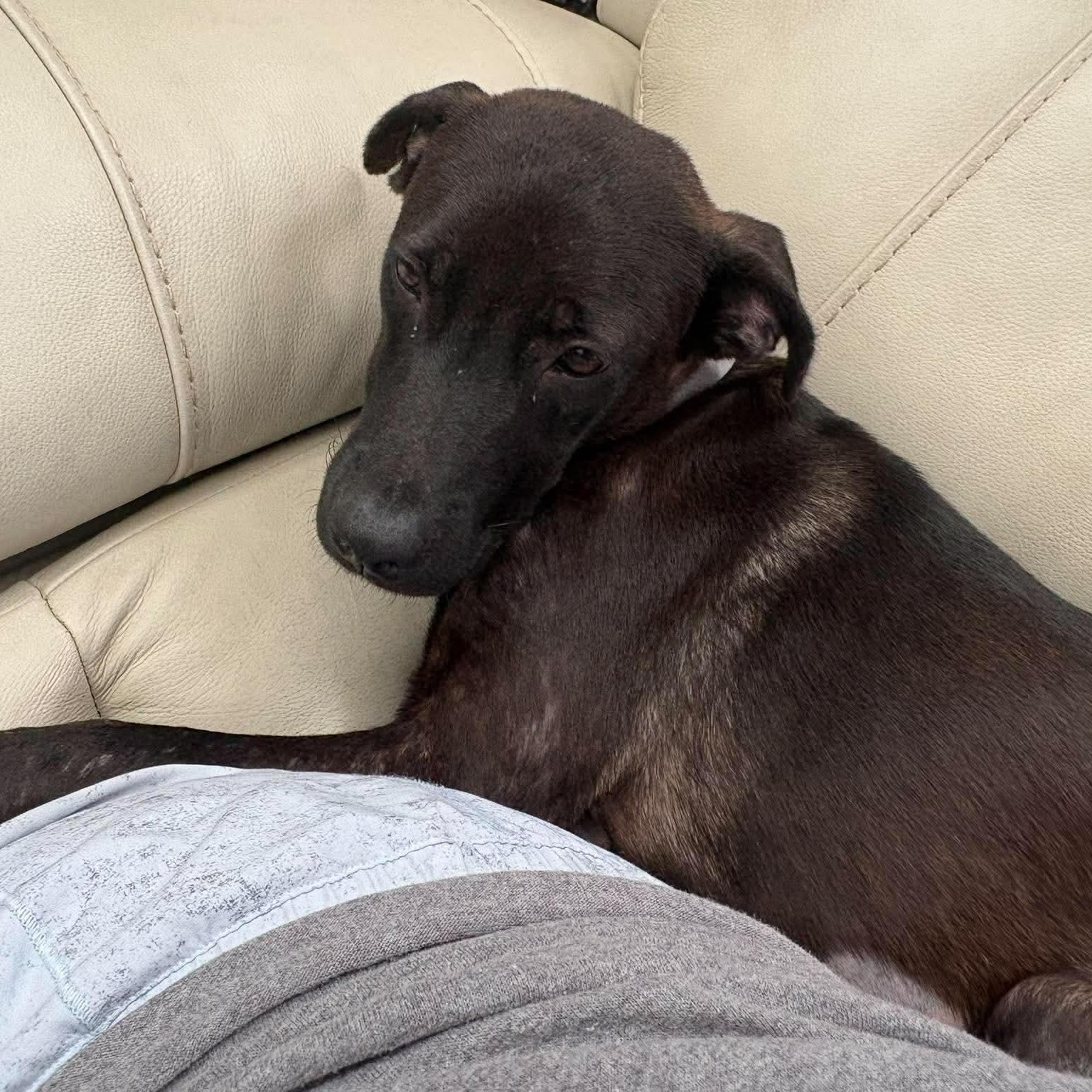 Enlarge Addy, a Adoptable mixed breed in Yonkers, NY image 2/6