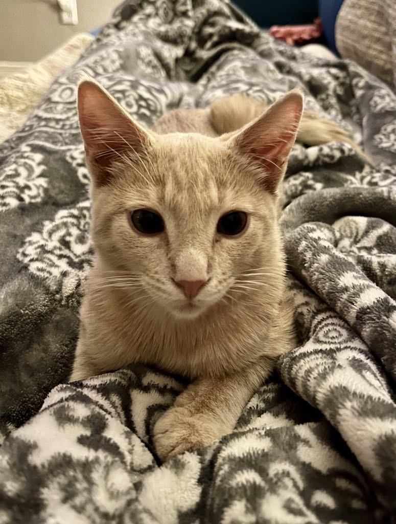 Enlarge Teddy Swims, a Adoptable Domestic Short Hair in queen creek, AZ image 2/4