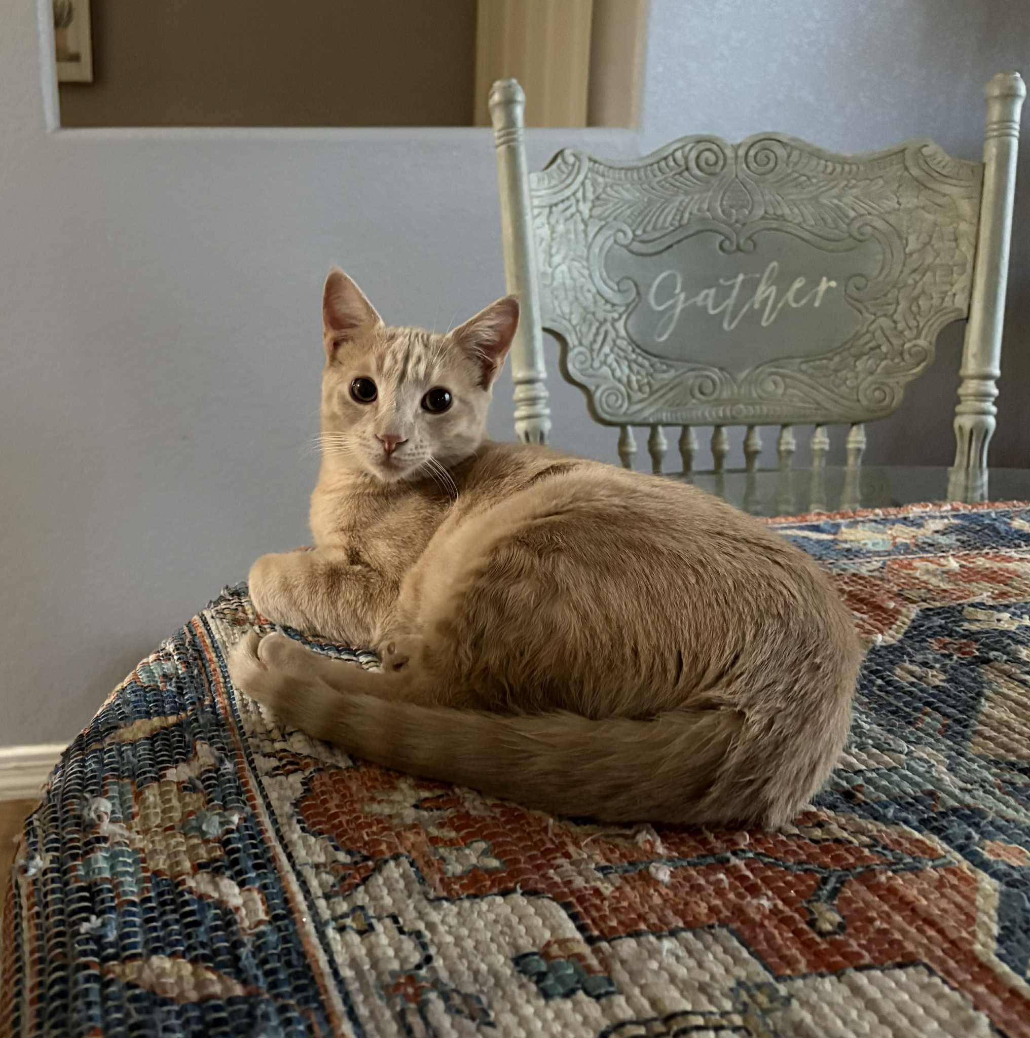 Enlarge Teddy Swims, a Adoptable Domestic Short Hair in queen creek, AZ image 1/4