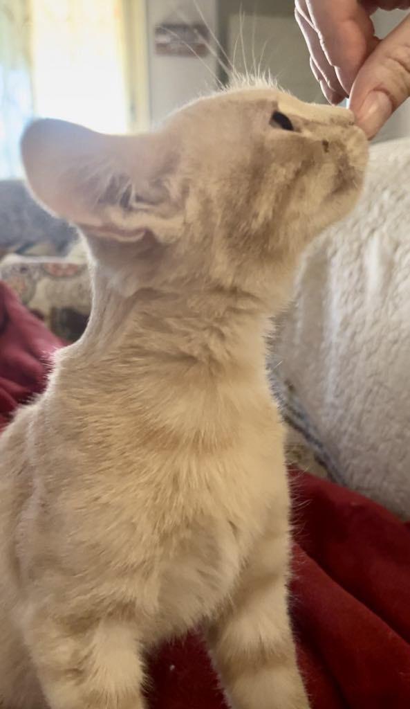 Enlarge Teddy Swims, a Adoptable Domestic Short Hair in queen creek, AZ image 3/4