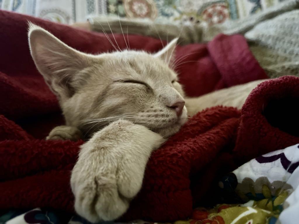 Enlarge Teddy Swims, a Adoptable Domestic Short Hair in queen creek, AZ image 4/4